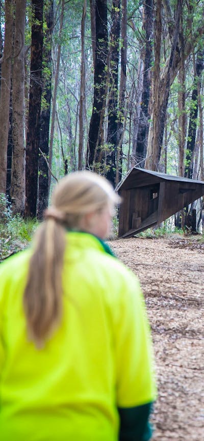 Alpine Ash Walk, Pilot Hill Arboretum, Bago State Forest