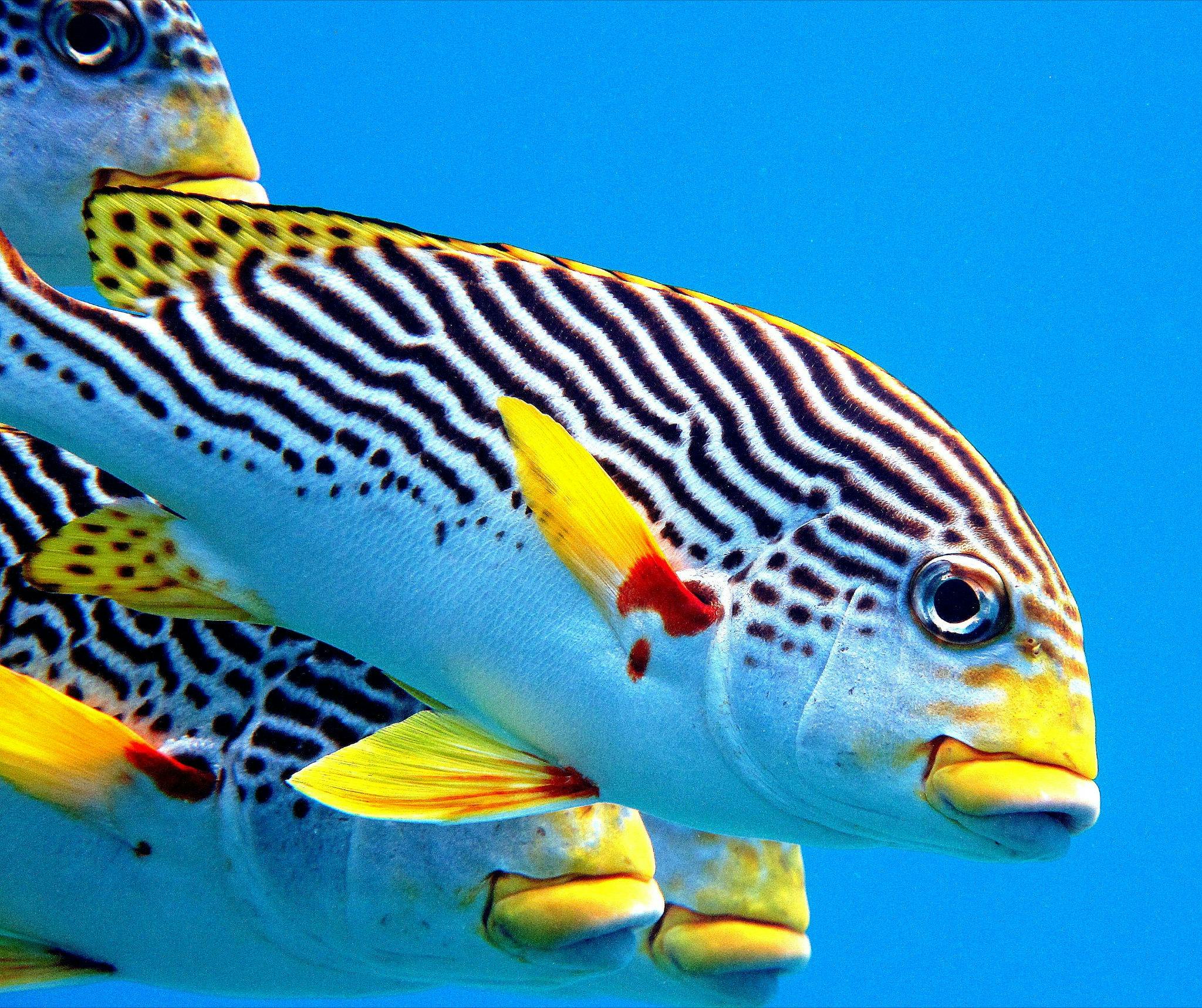 Sweet Lips at Ocean Free site