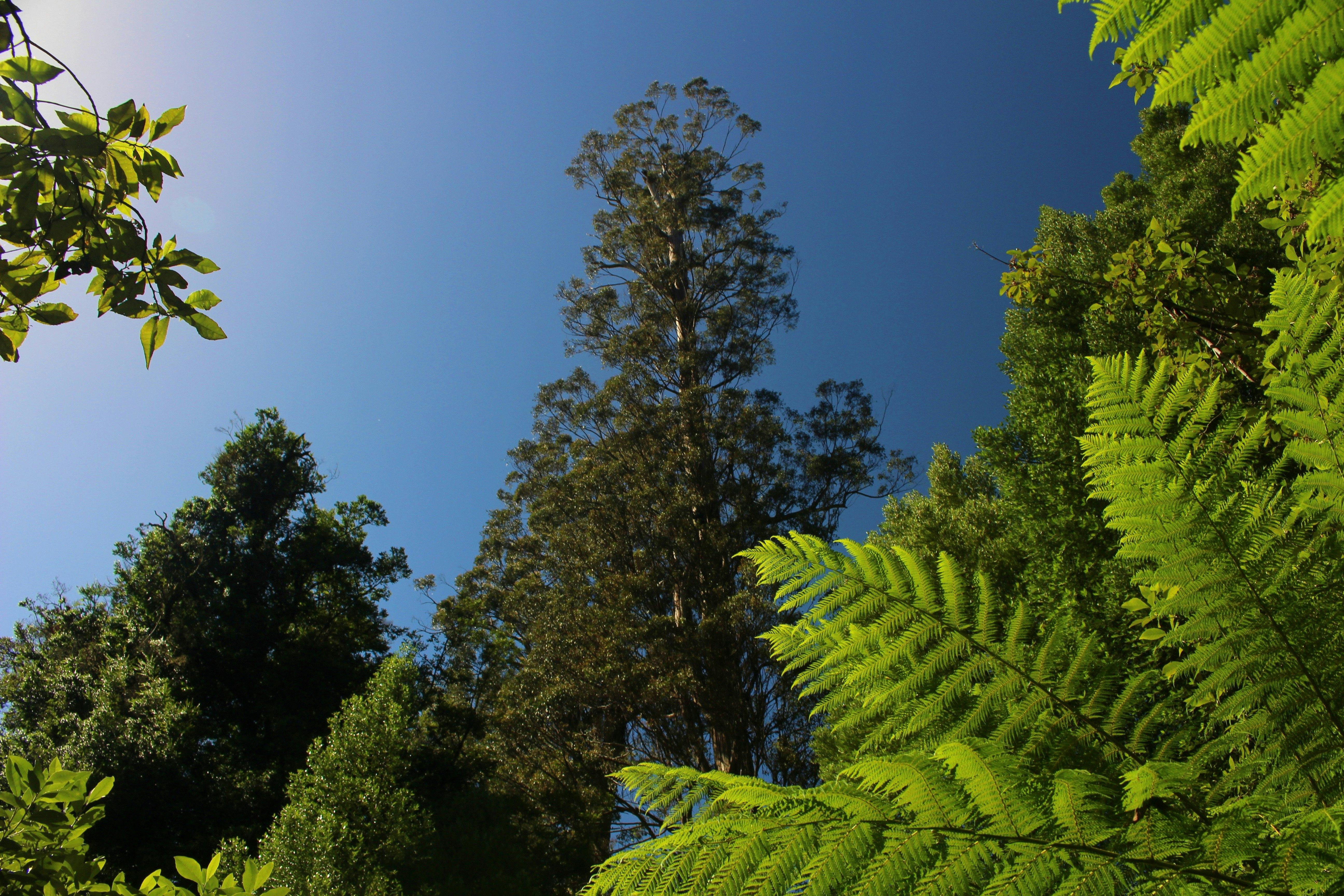 The top of the world's tallest flowering towers above in a bright blue sky