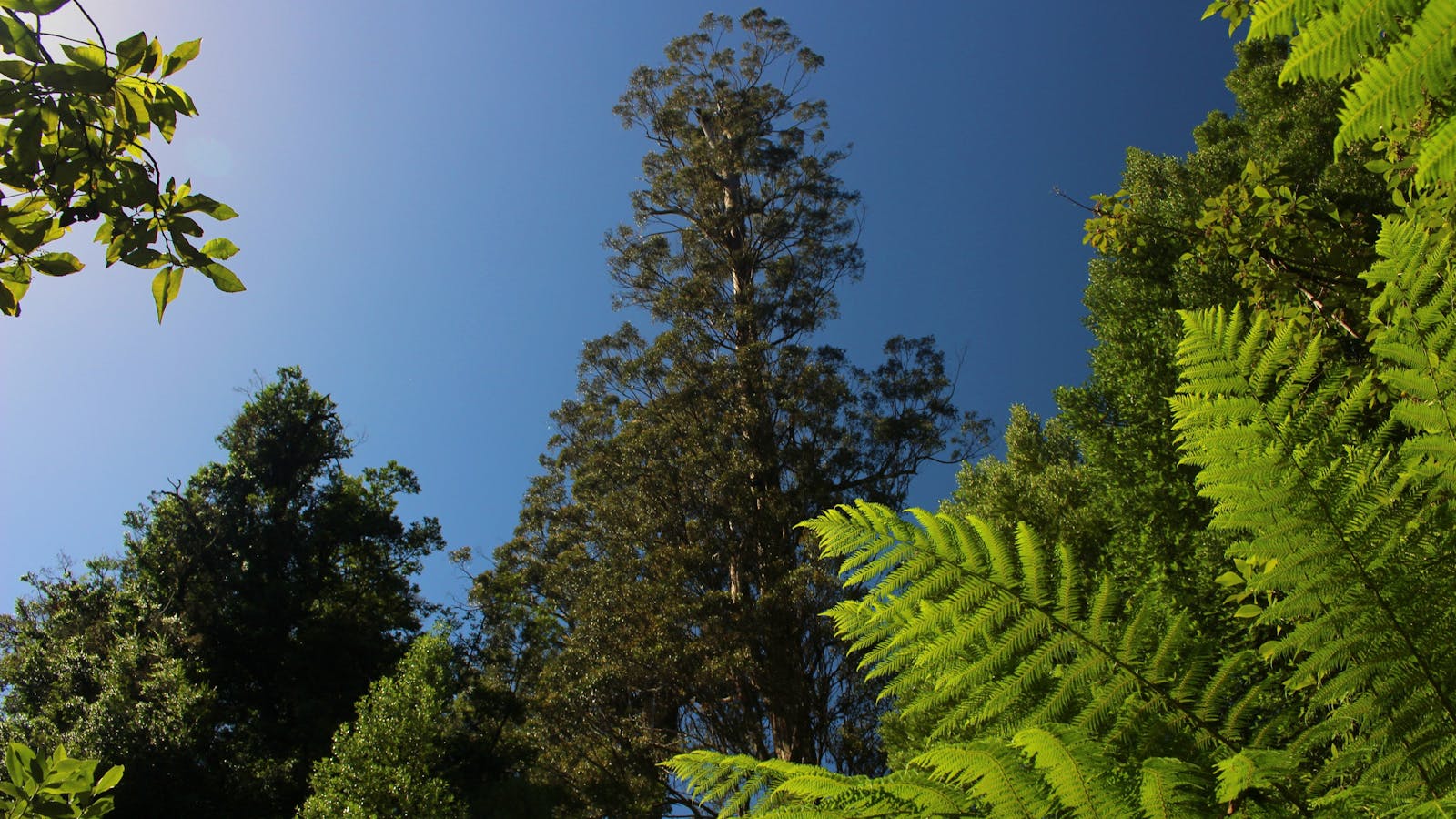 The top of the world's tallest flowering towers above in a bright blue sky