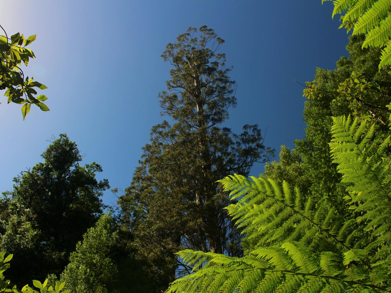 The top of the world's tallest flowering towers above in a bright blue sky