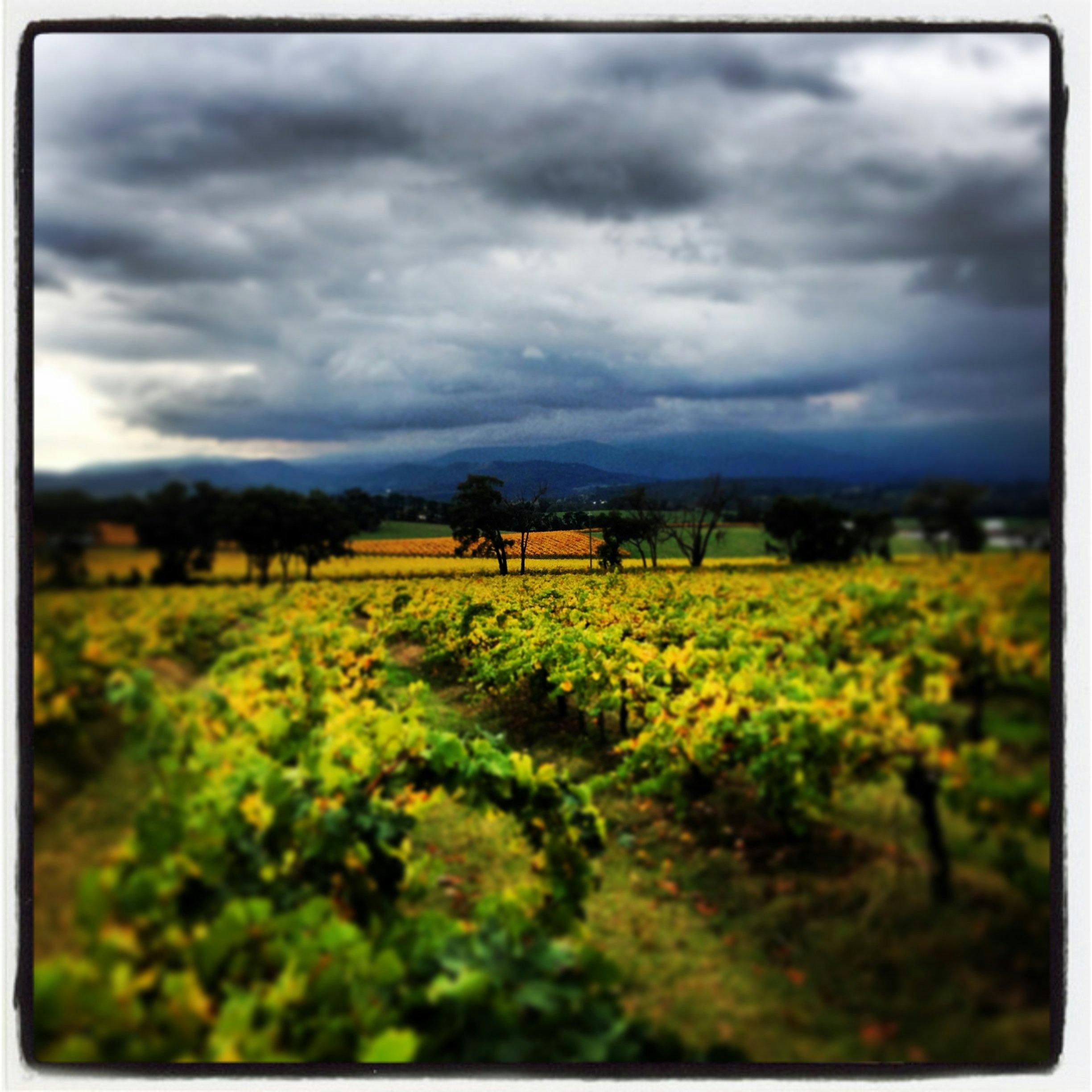 The stunning landscapes of the Yarra Valley.