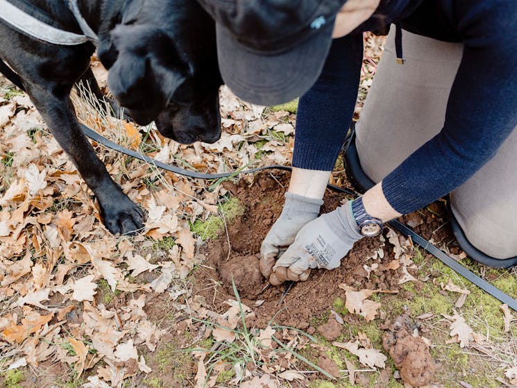 Finding a Black Truffle at Borrodell