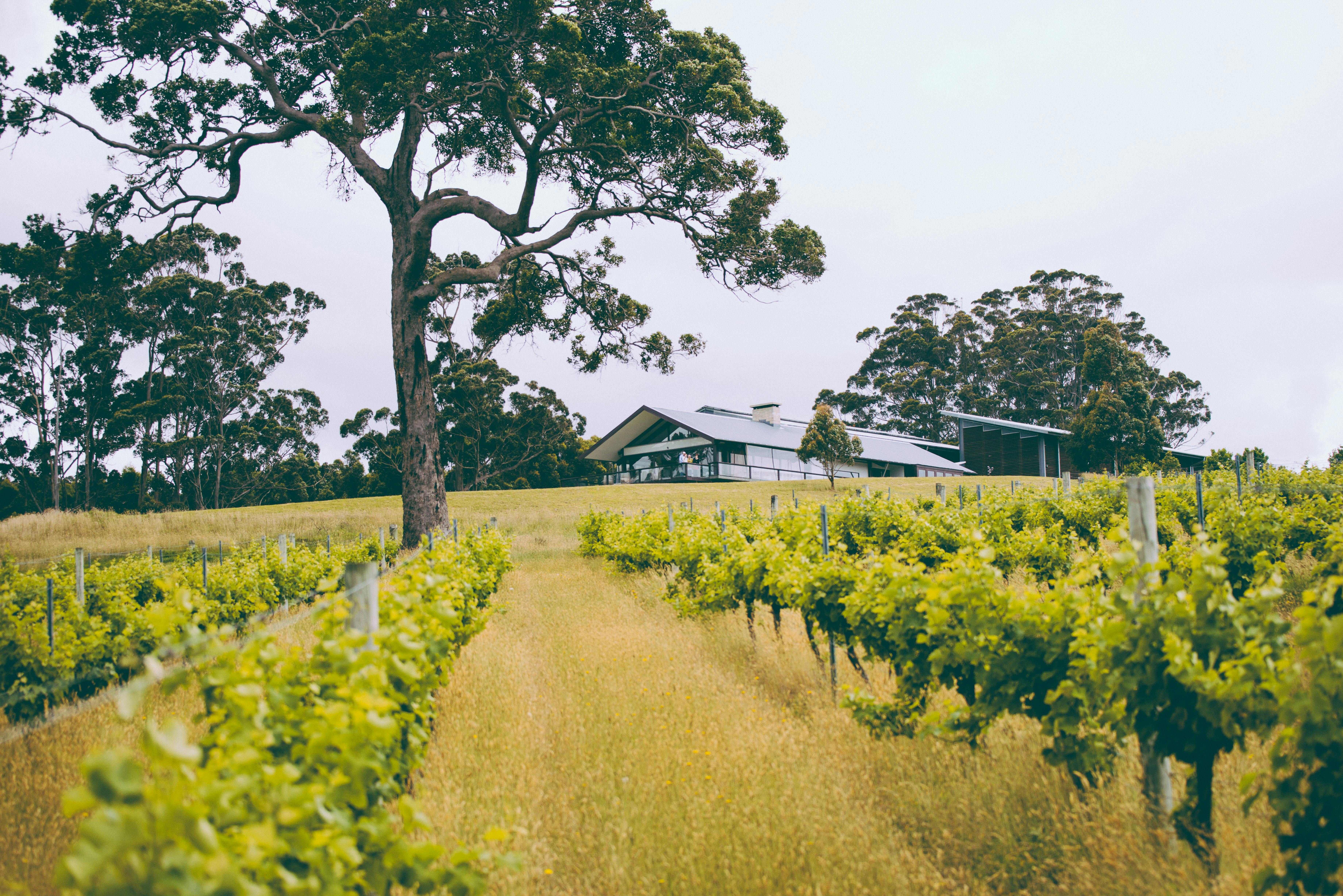 Forest Hill Winery, Denmark, Western Australia