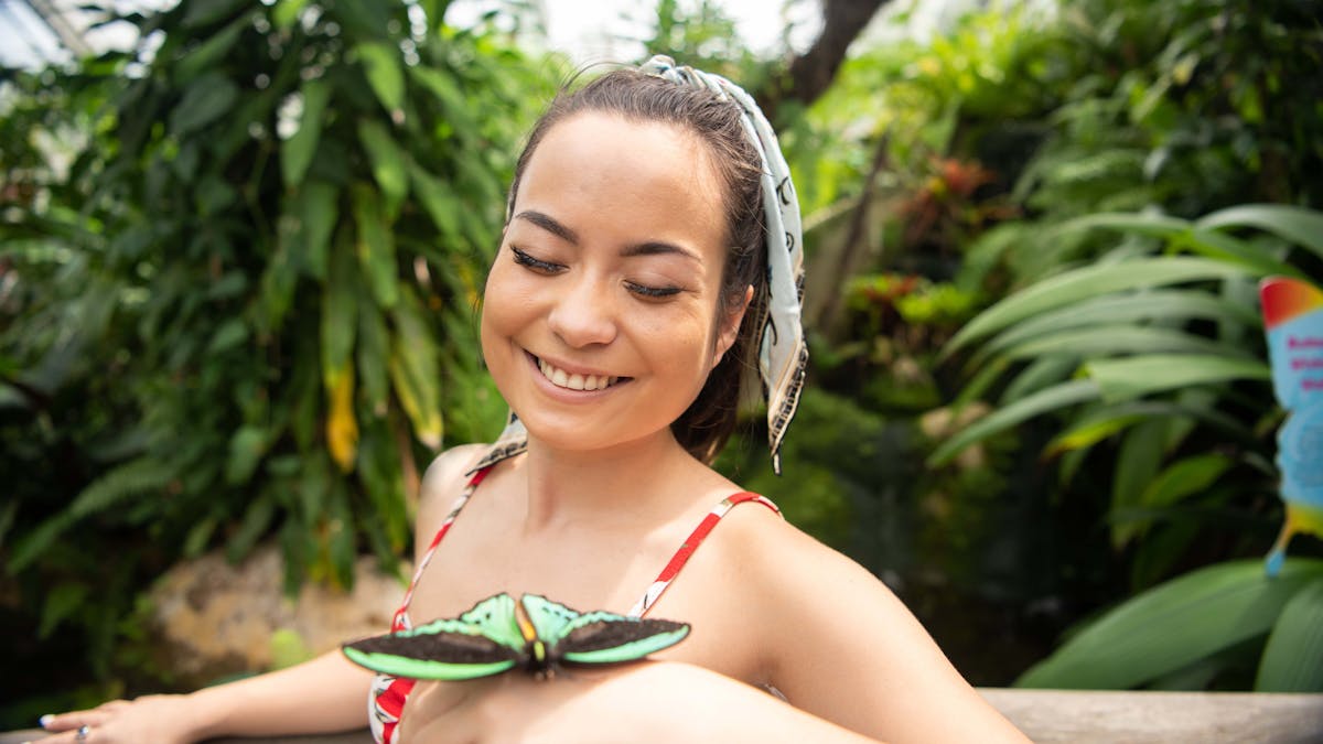 A Cairns Birdwing Butterfly landing with wings open flat on a girl's hand in the main aviary.