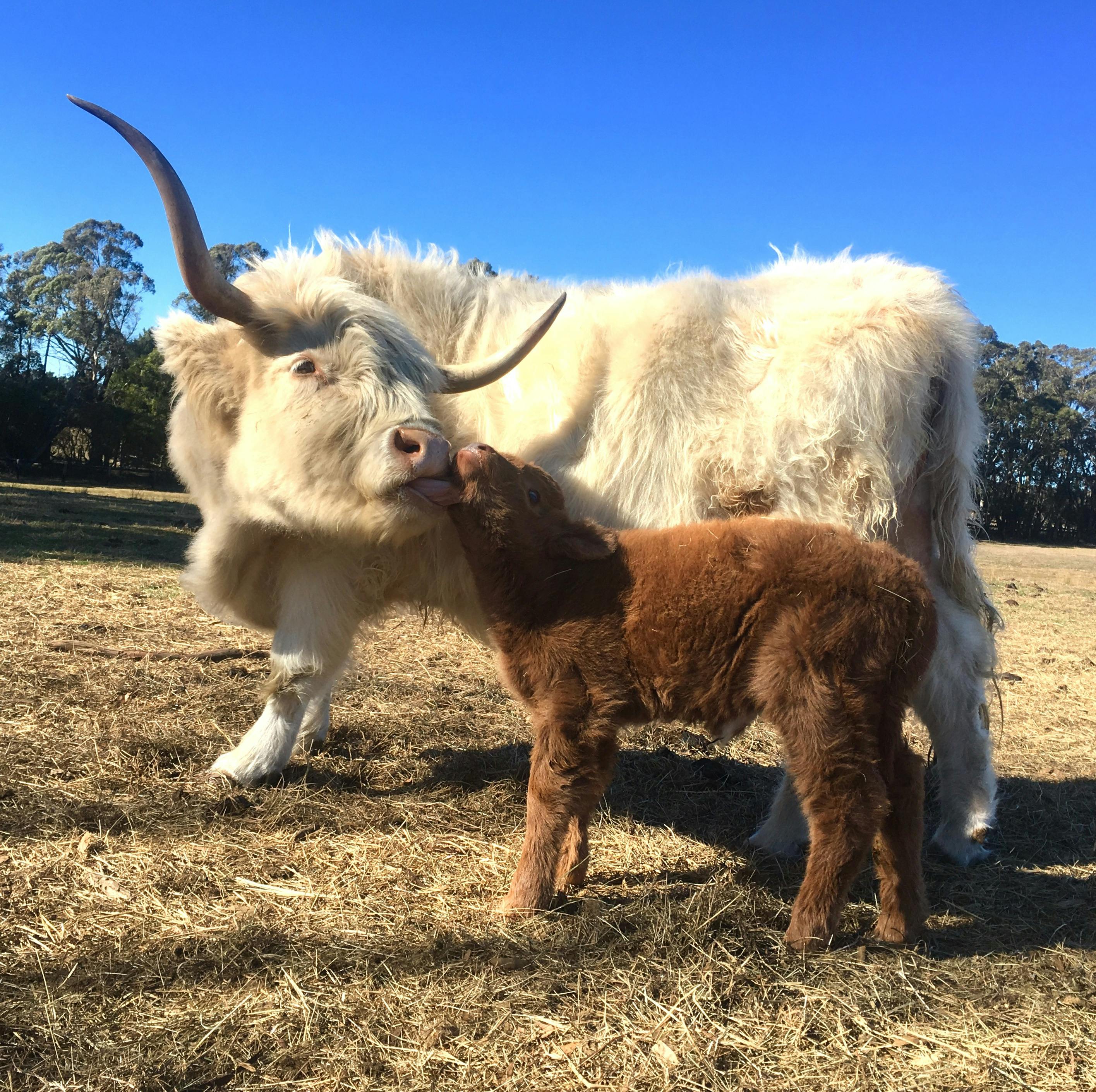 Highland cow and calf