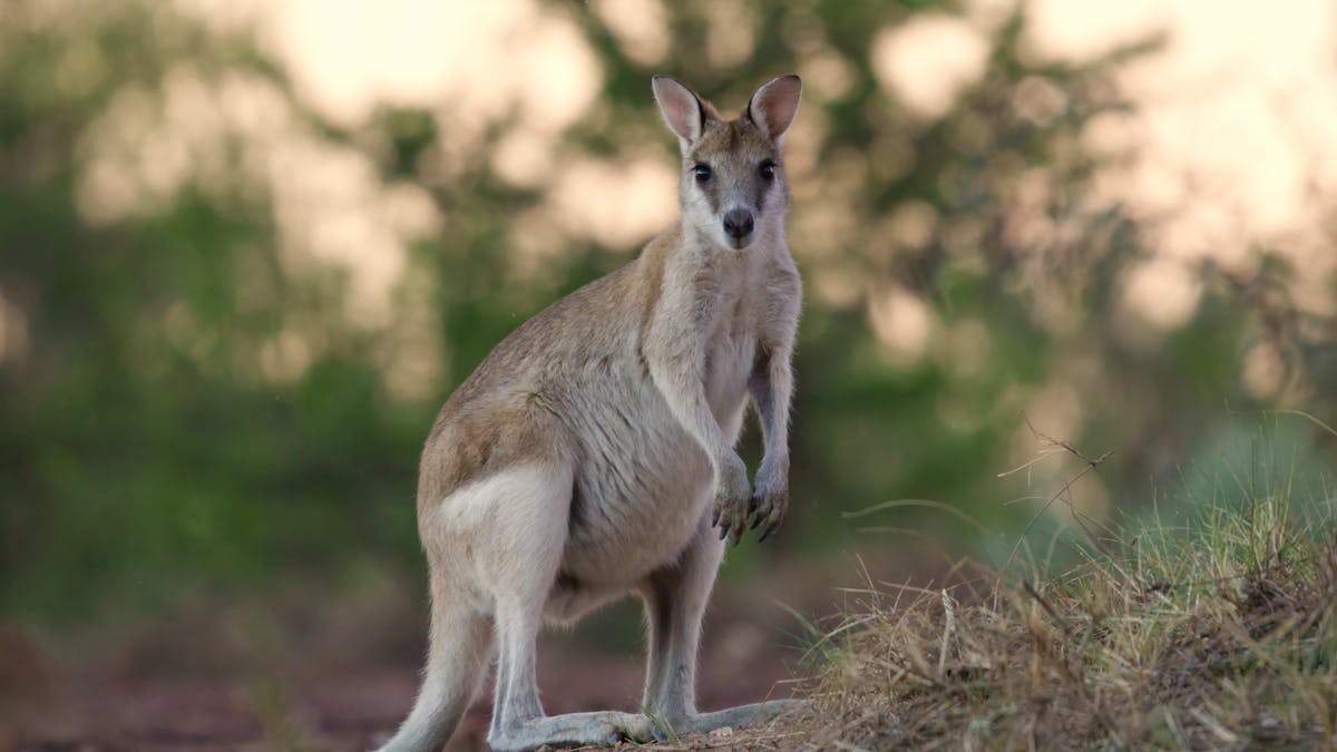 Gulf Wallaby at Sunset - Normanton Queensland