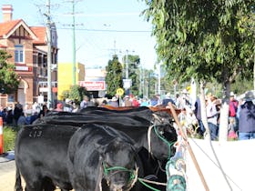 The Casino Food Co-op Casino Beef Week