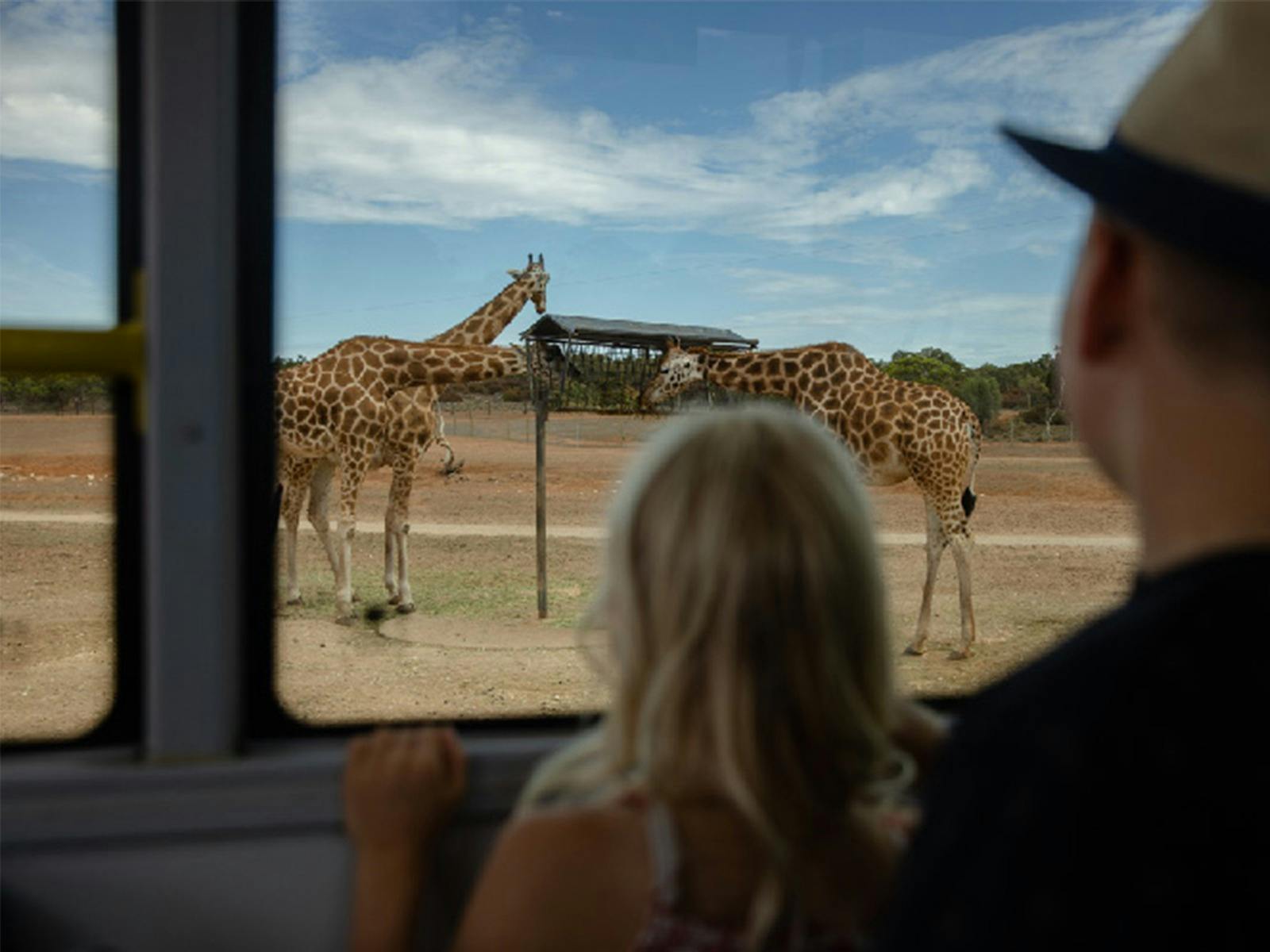 Viewing Giraffe from the Zu-loop Shuttle Bus.