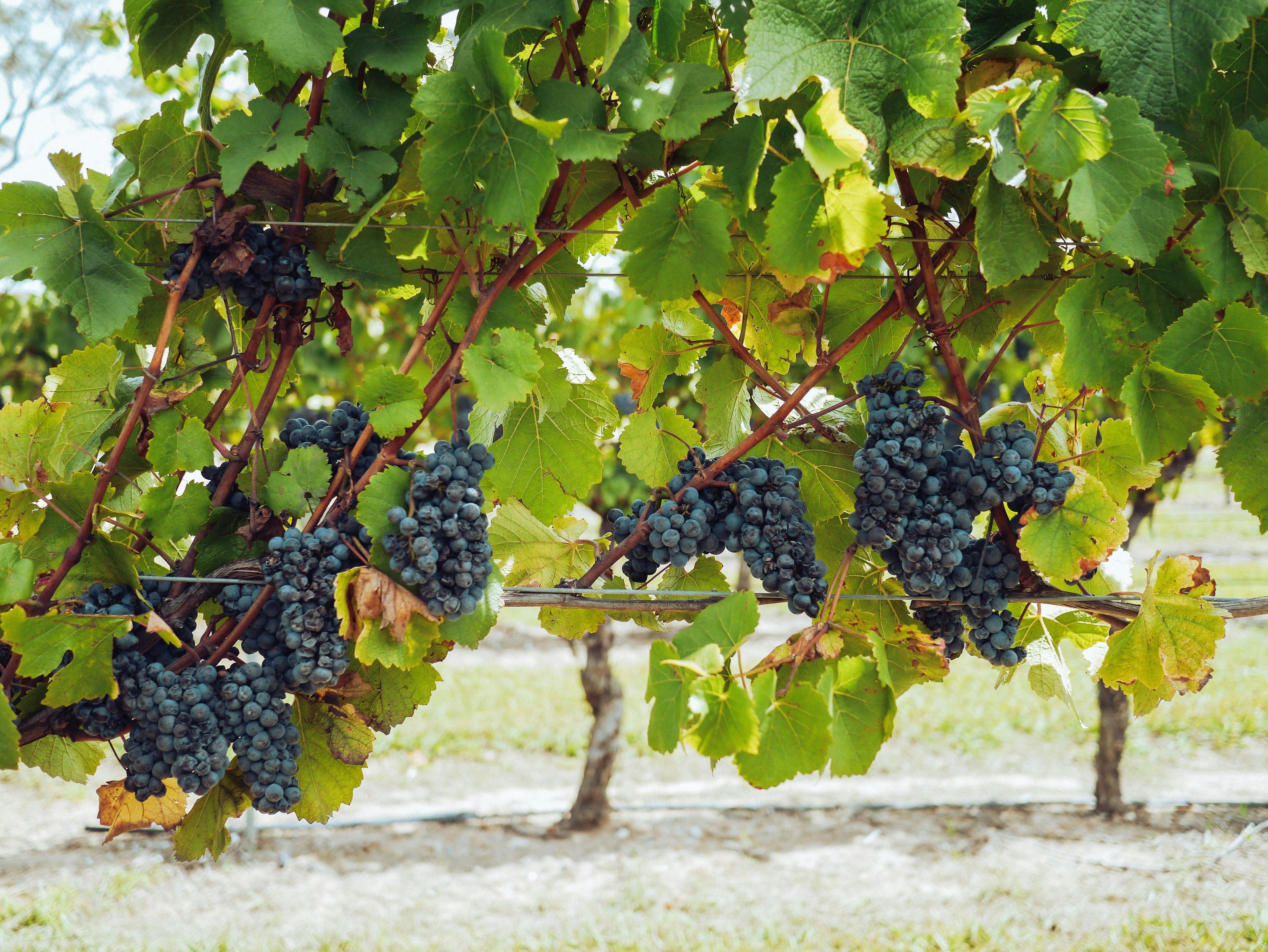 Hunter Valley