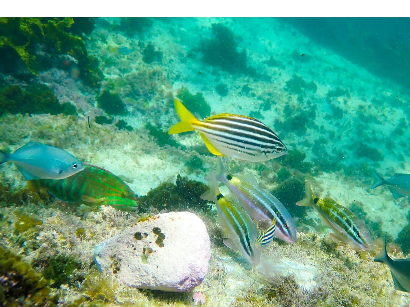 Mado, goatfish and silver sweep swim together near a family snorkelling on a tour