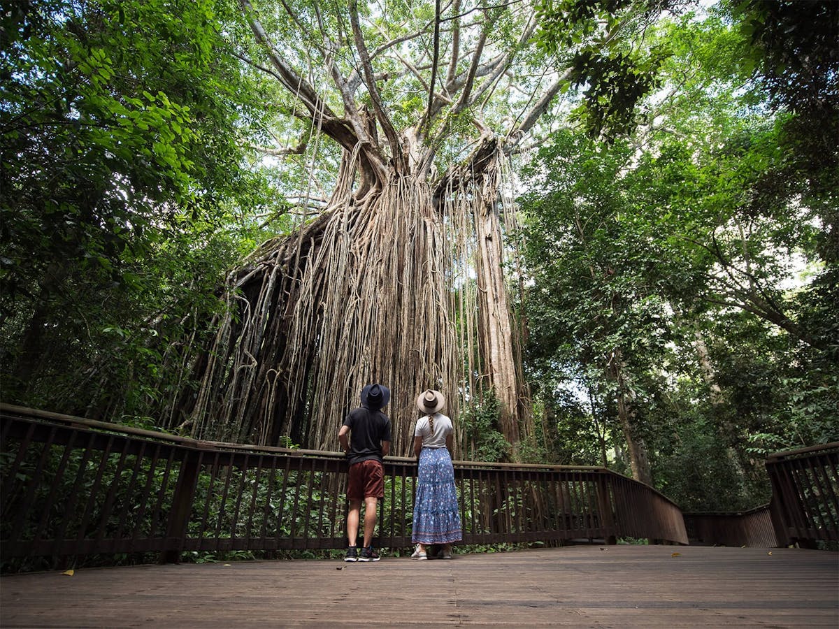 Curtain fig tree