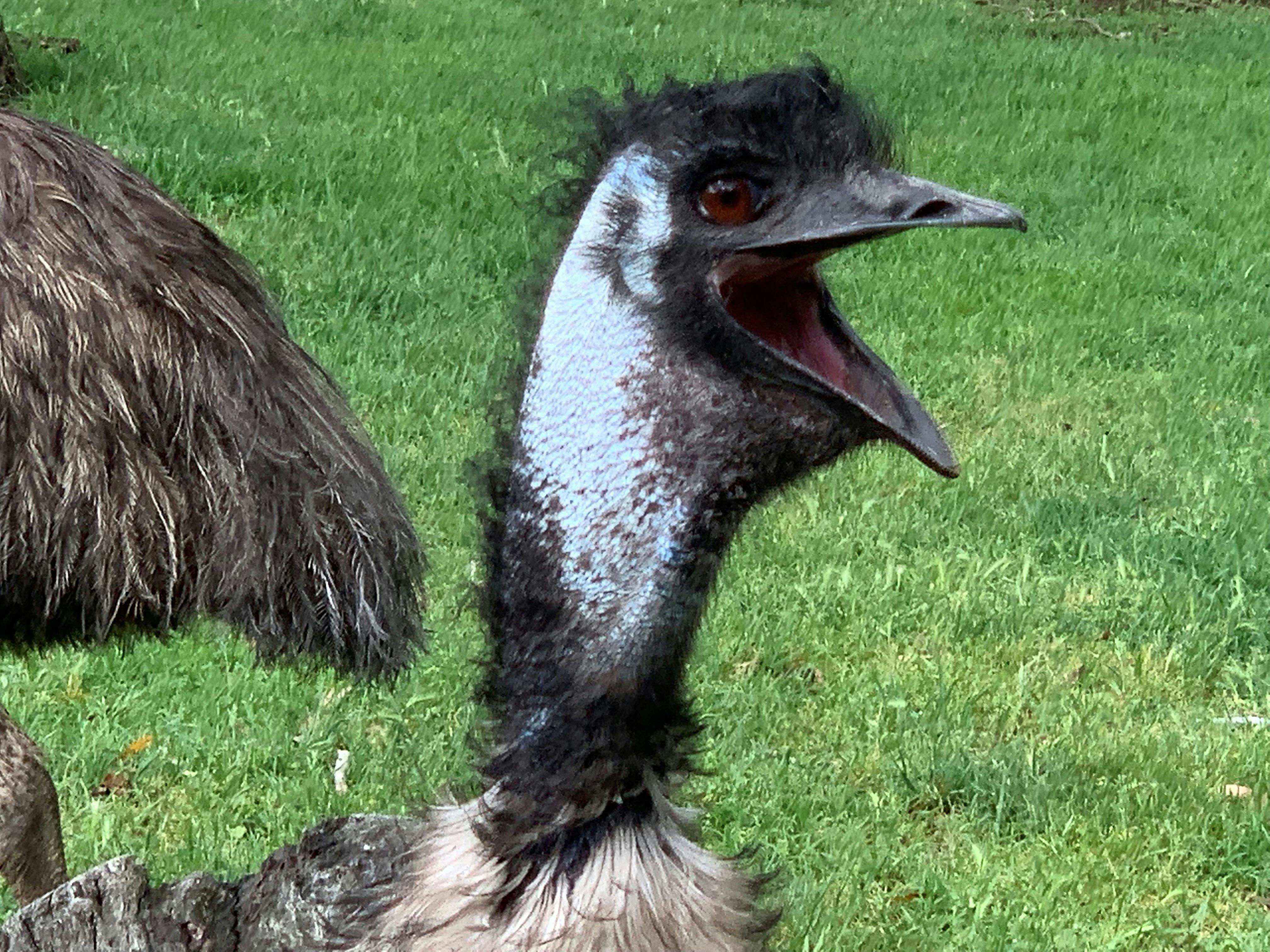 Emu laughing
