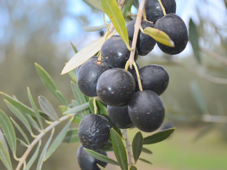 Olives