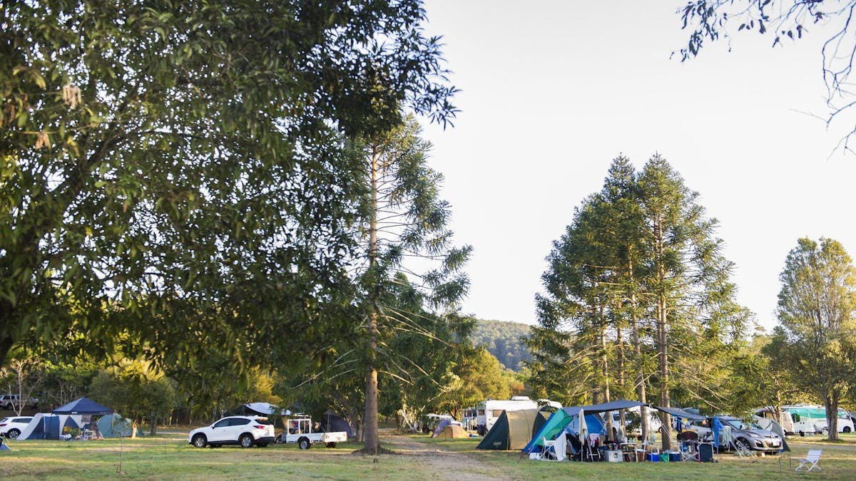campsites and trees at Woodfordia