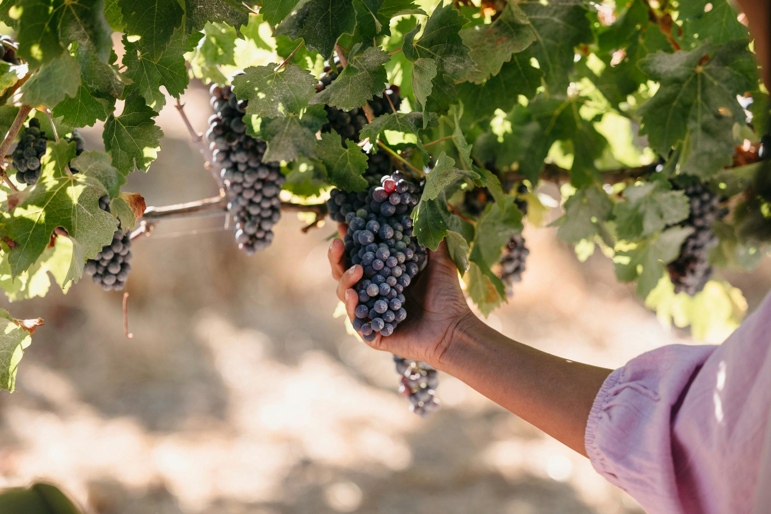 Grapes on the vine at Fraser Gallop Winery