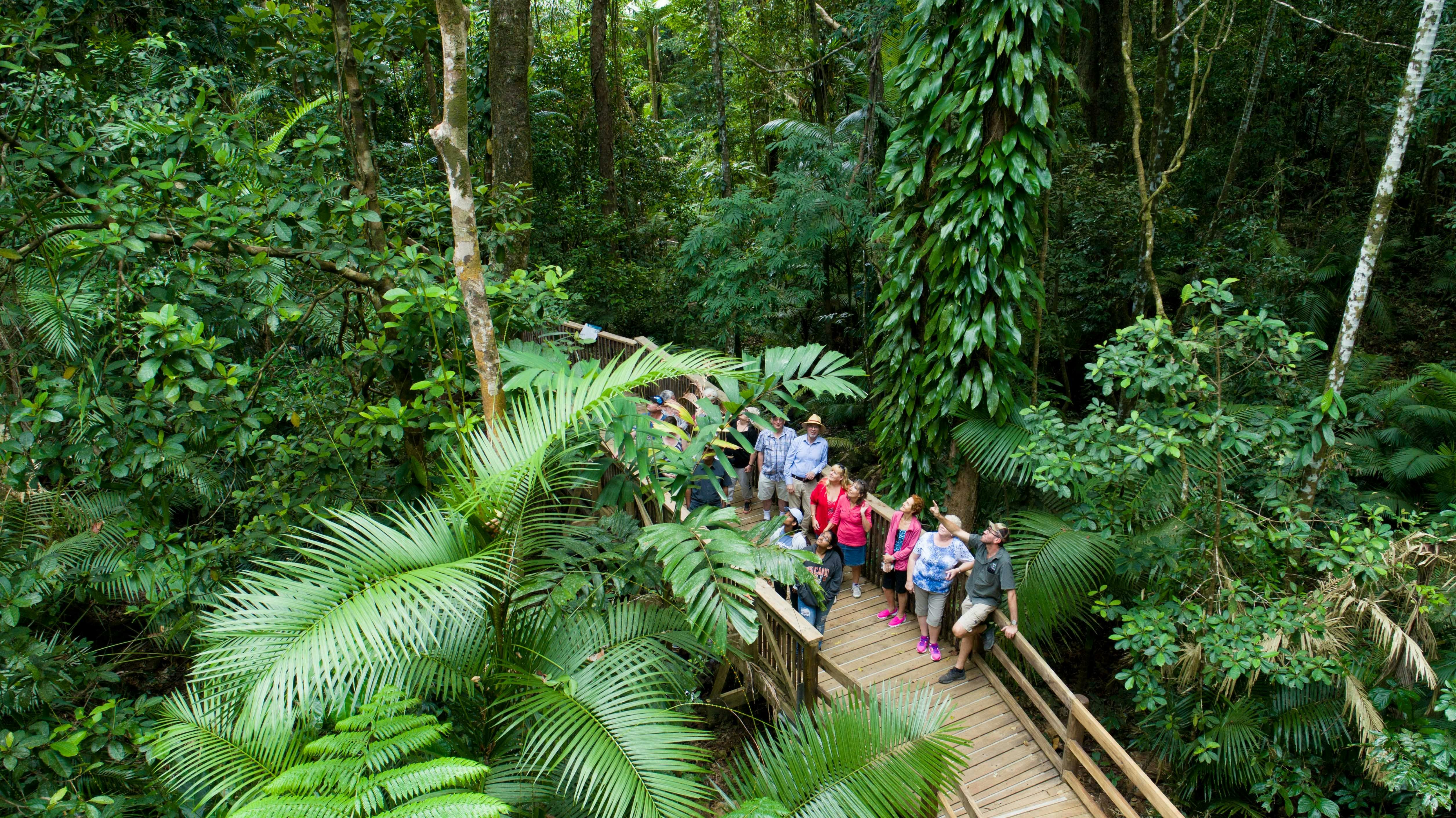 Guided elevated Boardwalk in the Daintree