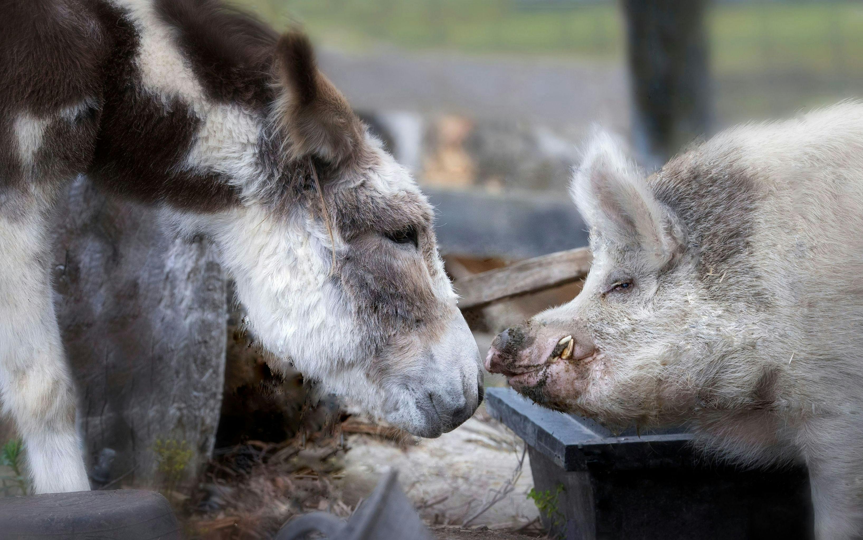 Horse Shepherd Walking Tours