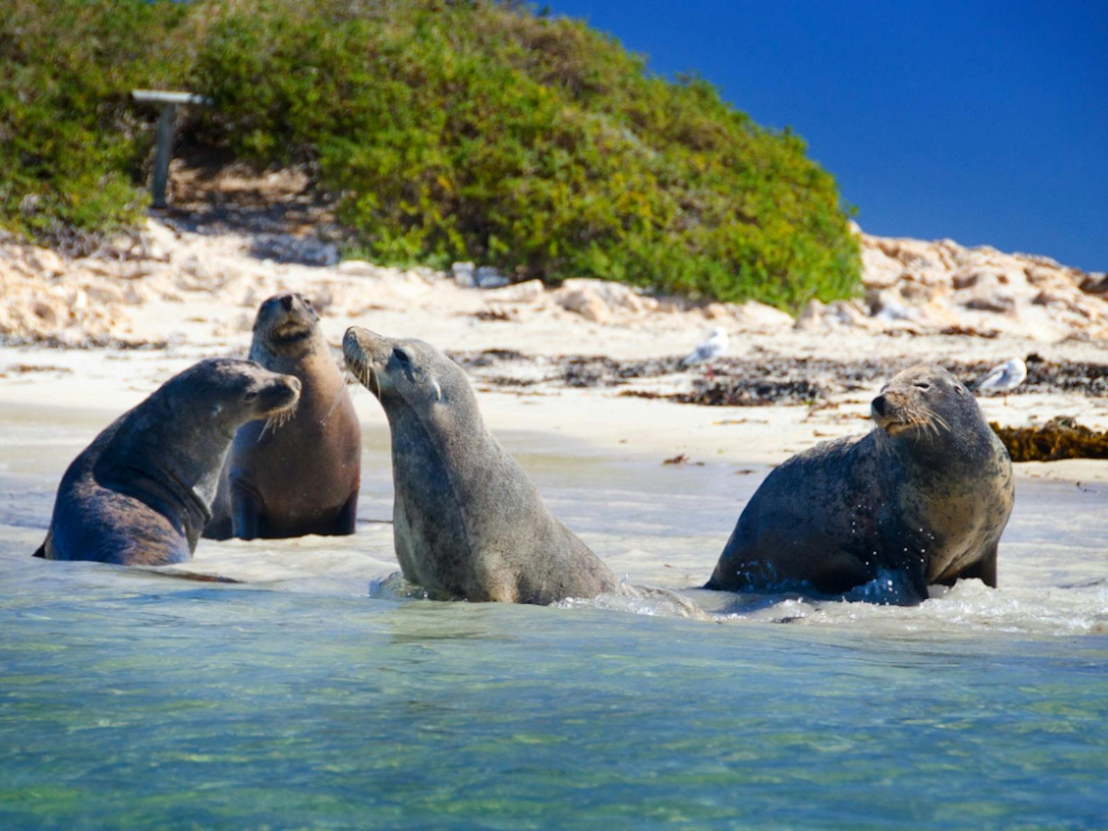 Margaret River Western Australia Seals