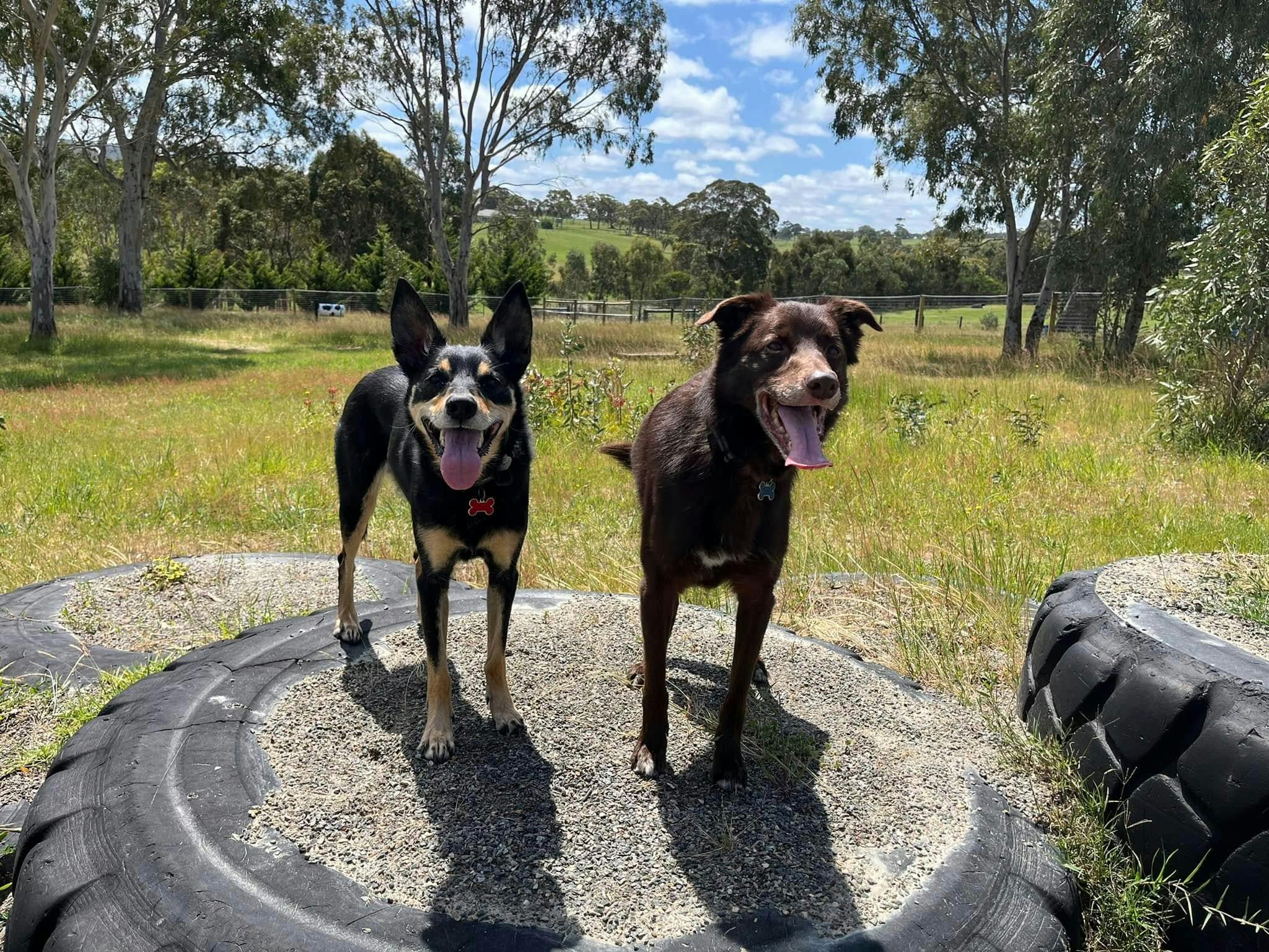 2 dogs on Tyre Mountain
