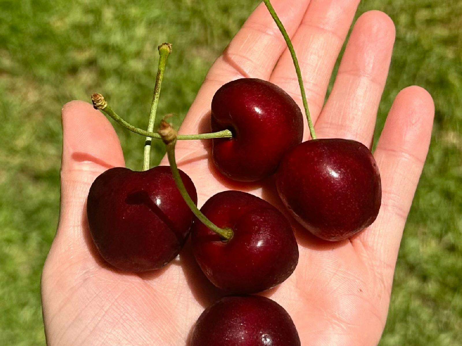 Stony Creek Orchard Cherries