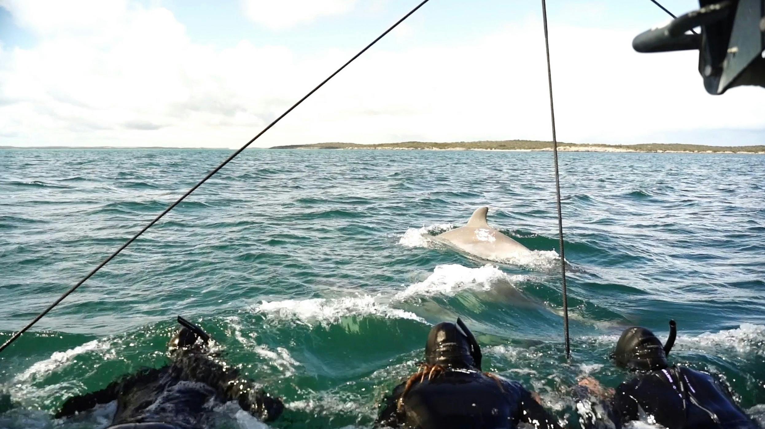 Front net swim on Sunset Charters Dolphin Swim Tour in Coffin Bay Eyre peninsula
