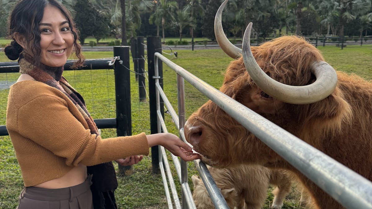 young lady feeding highland cow over gate