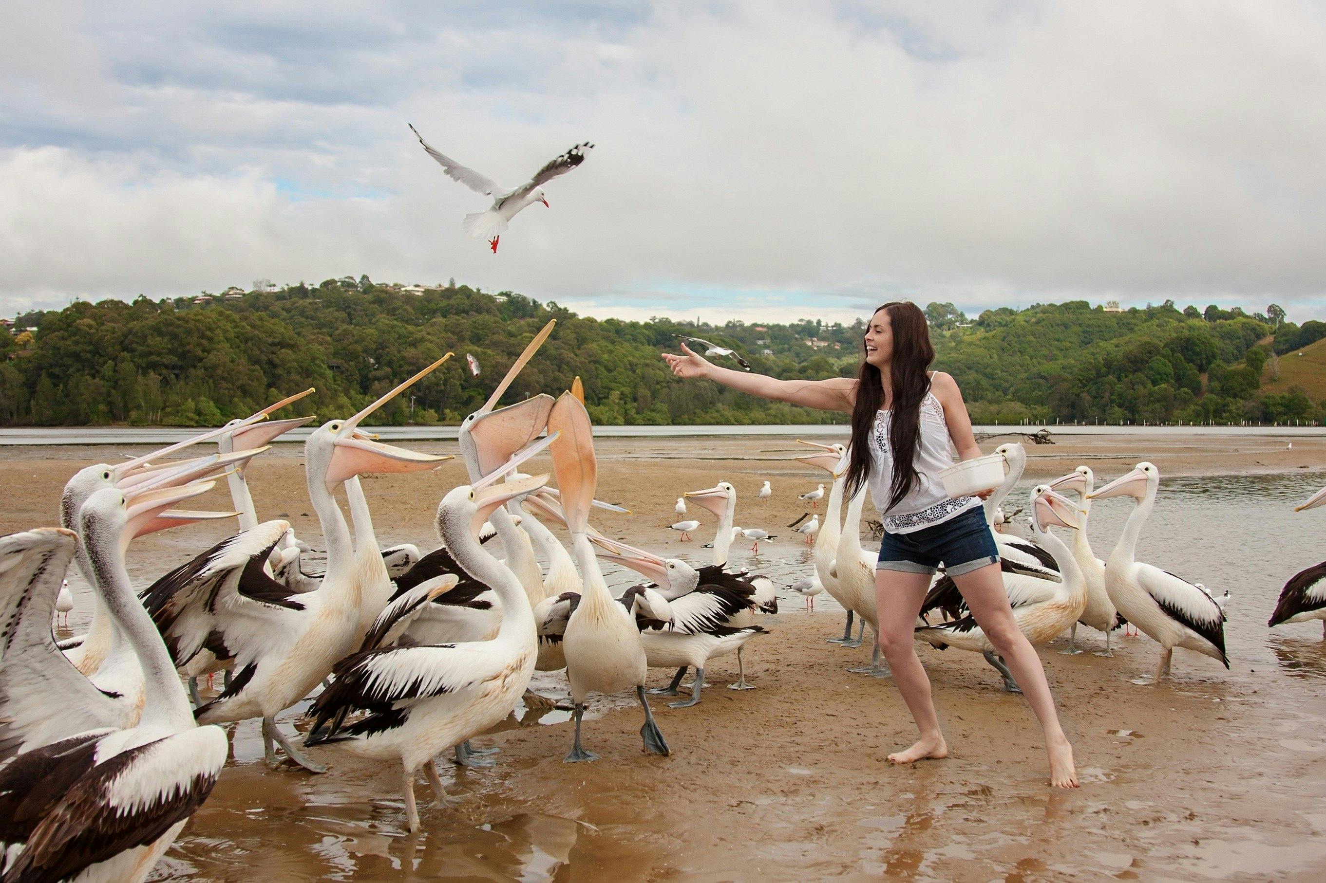 手工餵養友好的野生鵜鶘和河口的其他鳥類