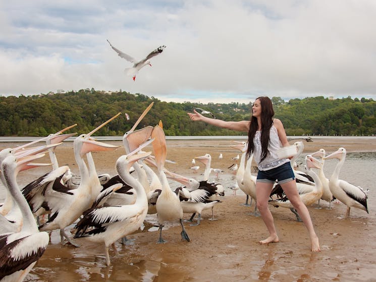 Hand-feed friendly wild pelicans & other birds of the estuary