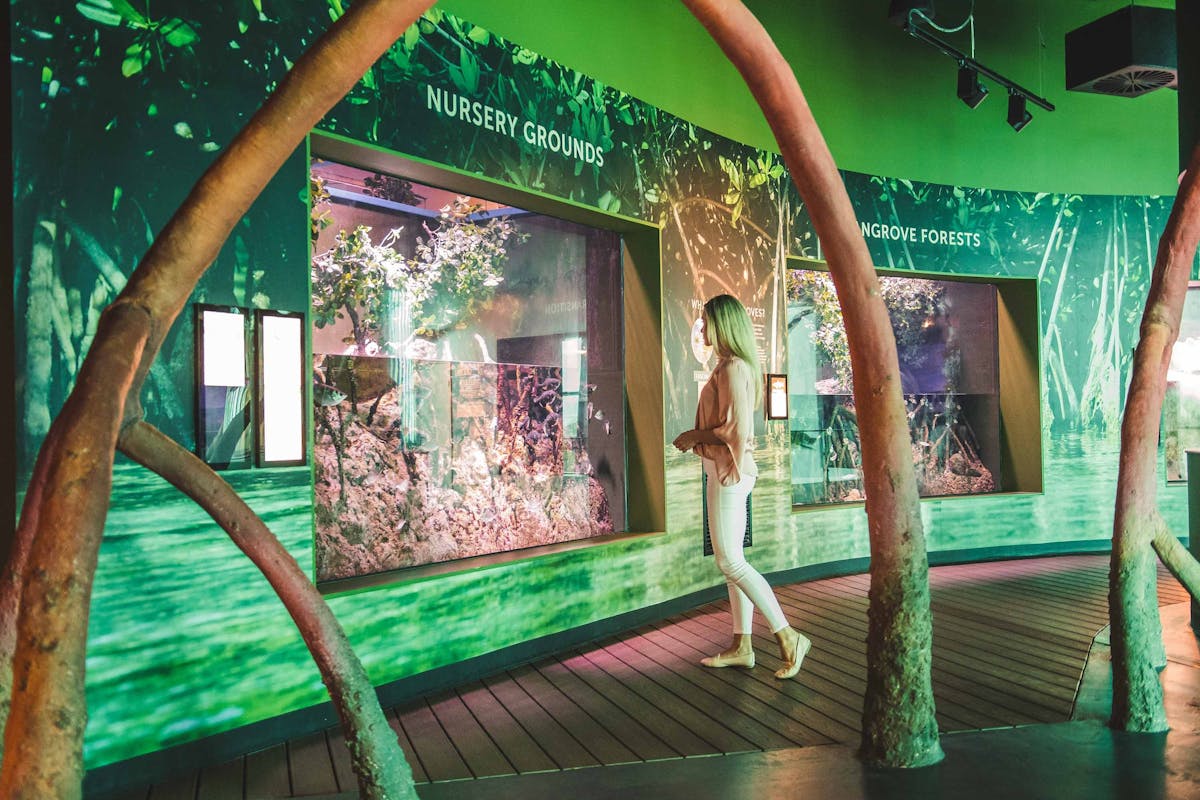 Cairns Aquairum Mangrove Boardwalk