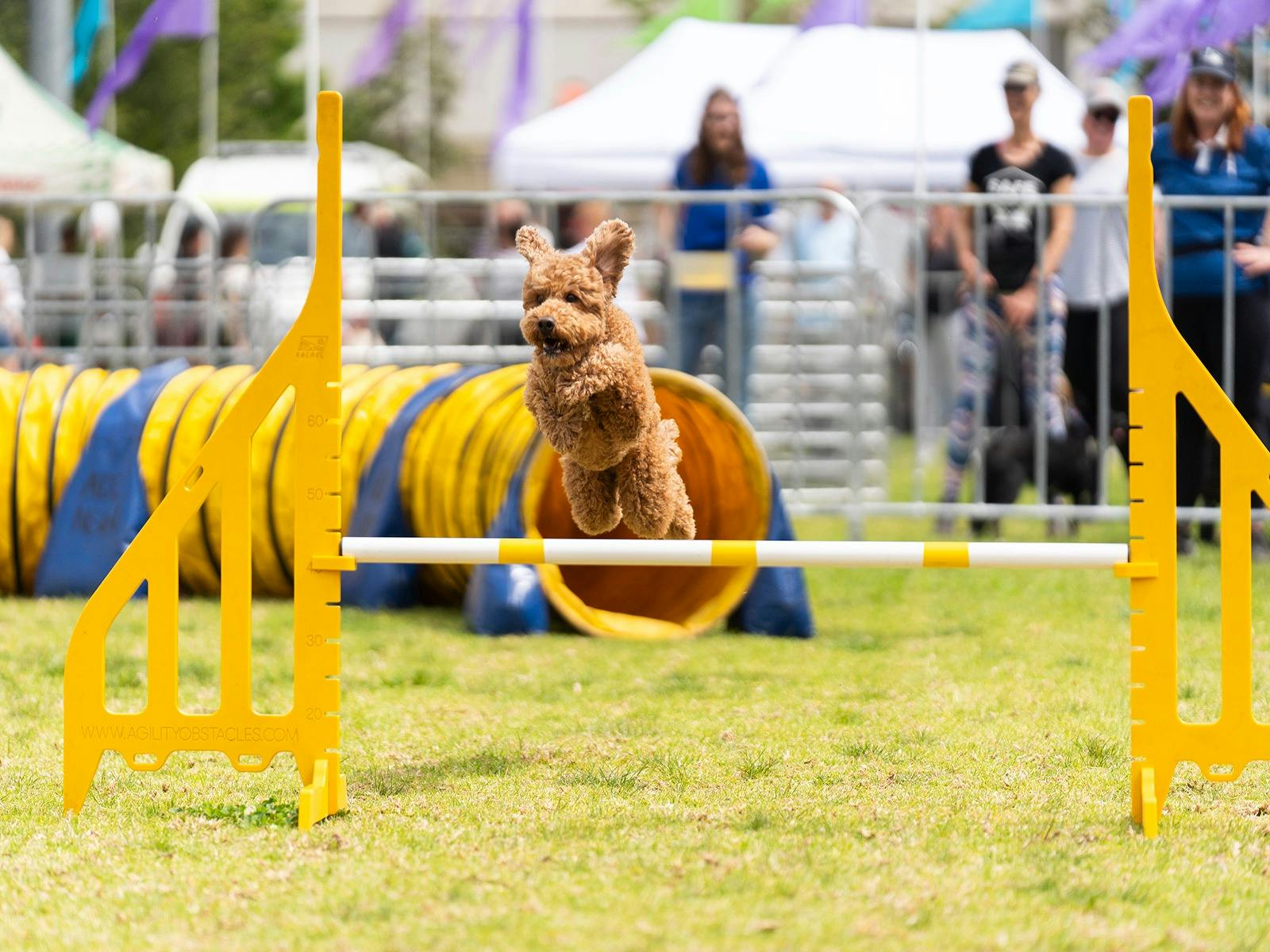 Blacktown Pet Festival