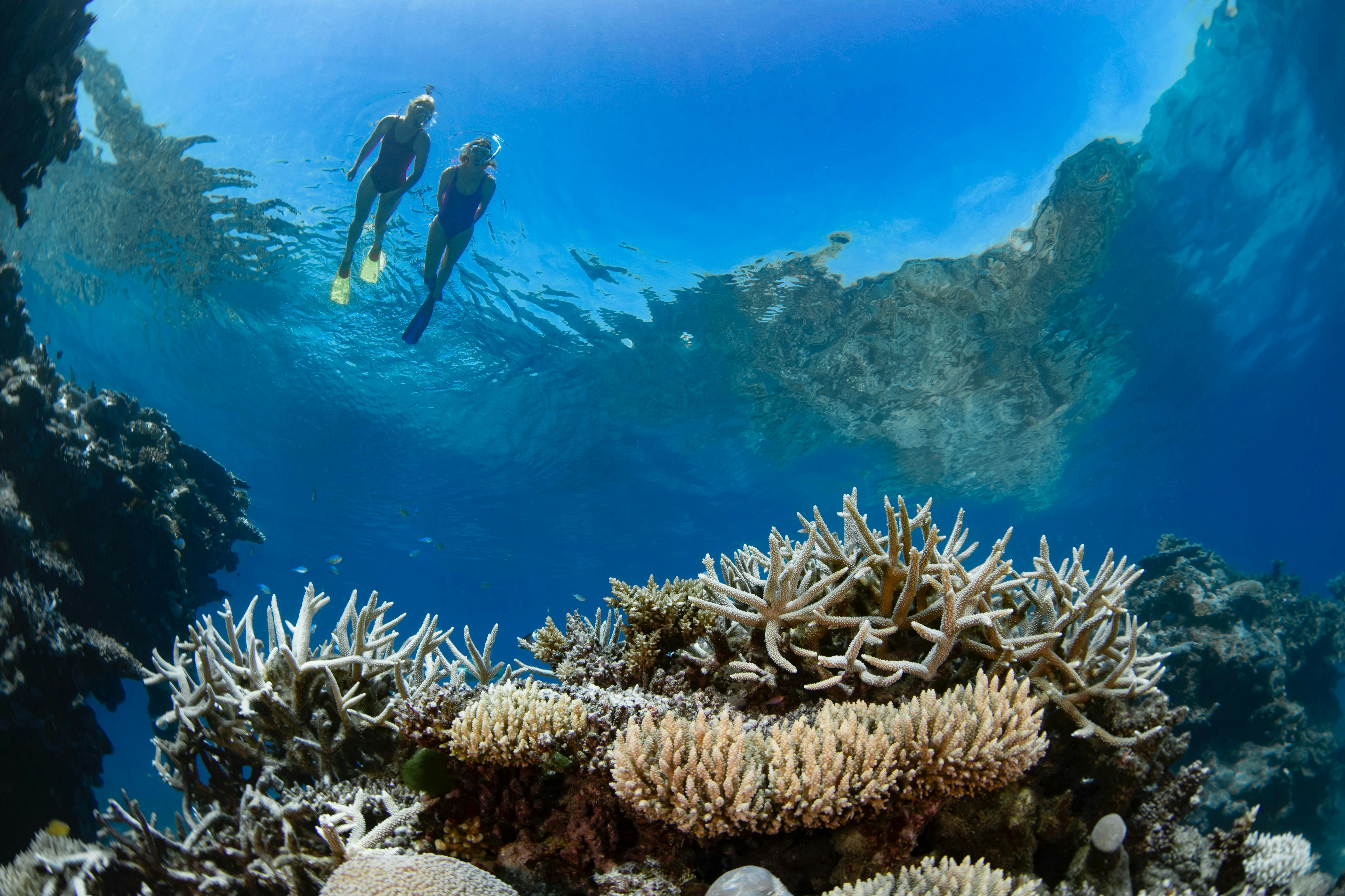 Snorkel on the actual outer Great Barrier Reef with Viper Whitsundays
