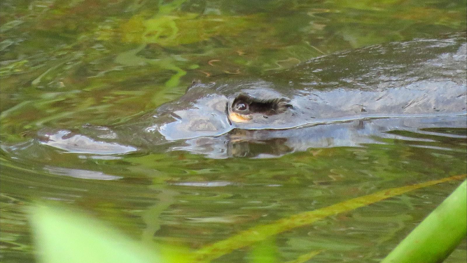 Platypus