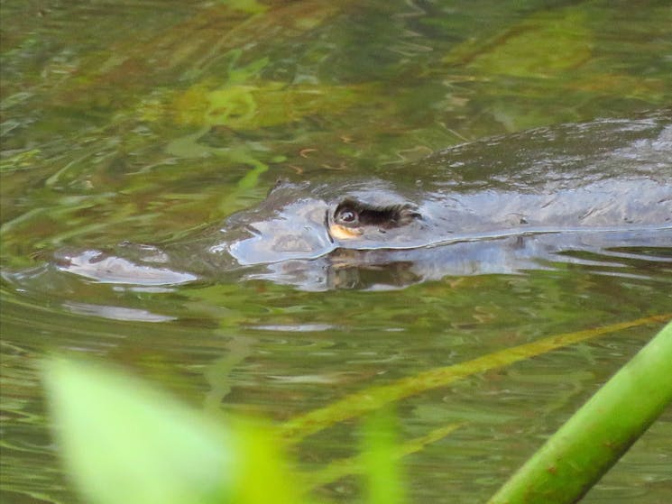 Platypus