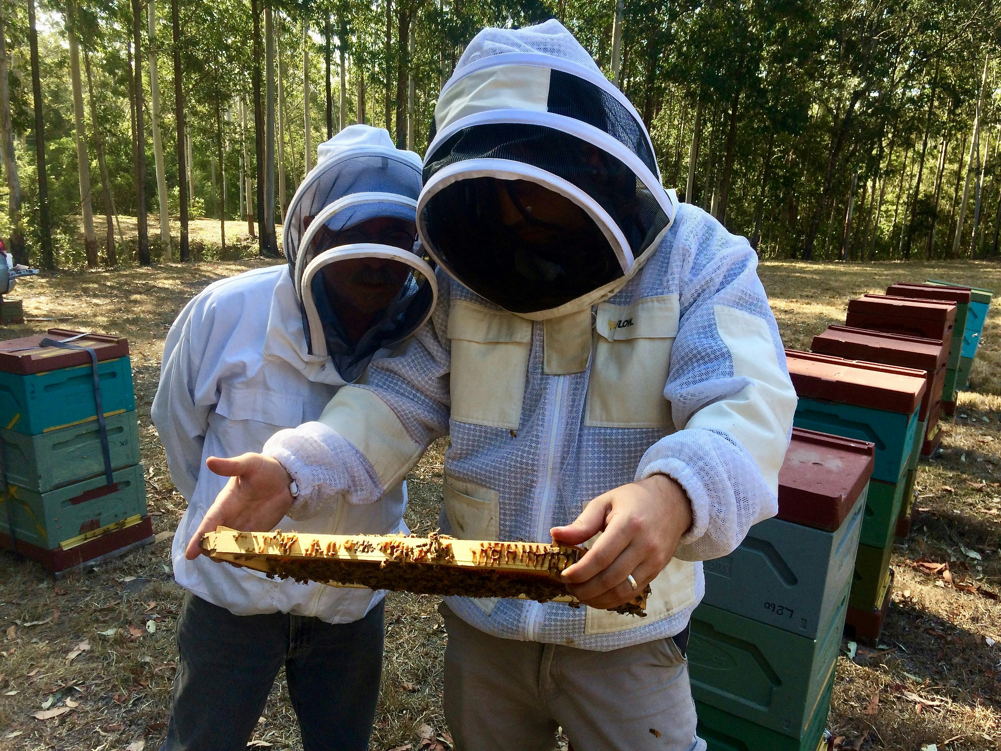 ジャケットを着た2人の養蜂家が蜂の巣箱を検査している