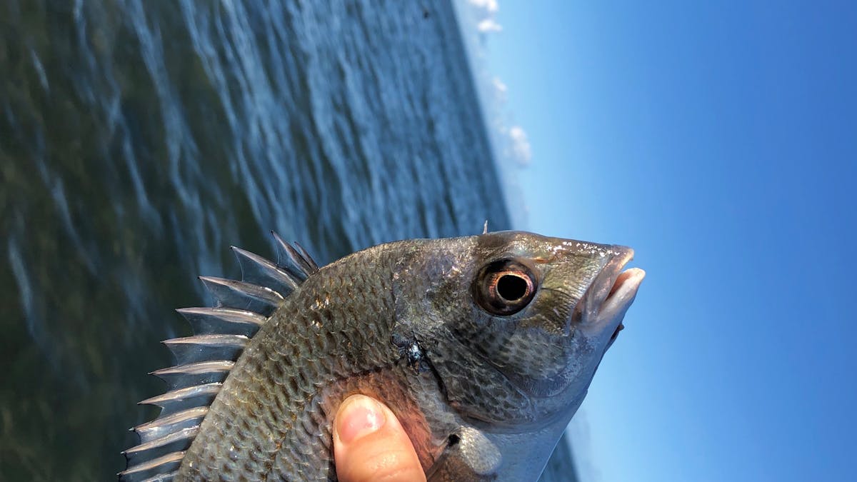 Bream caught at a lesson
