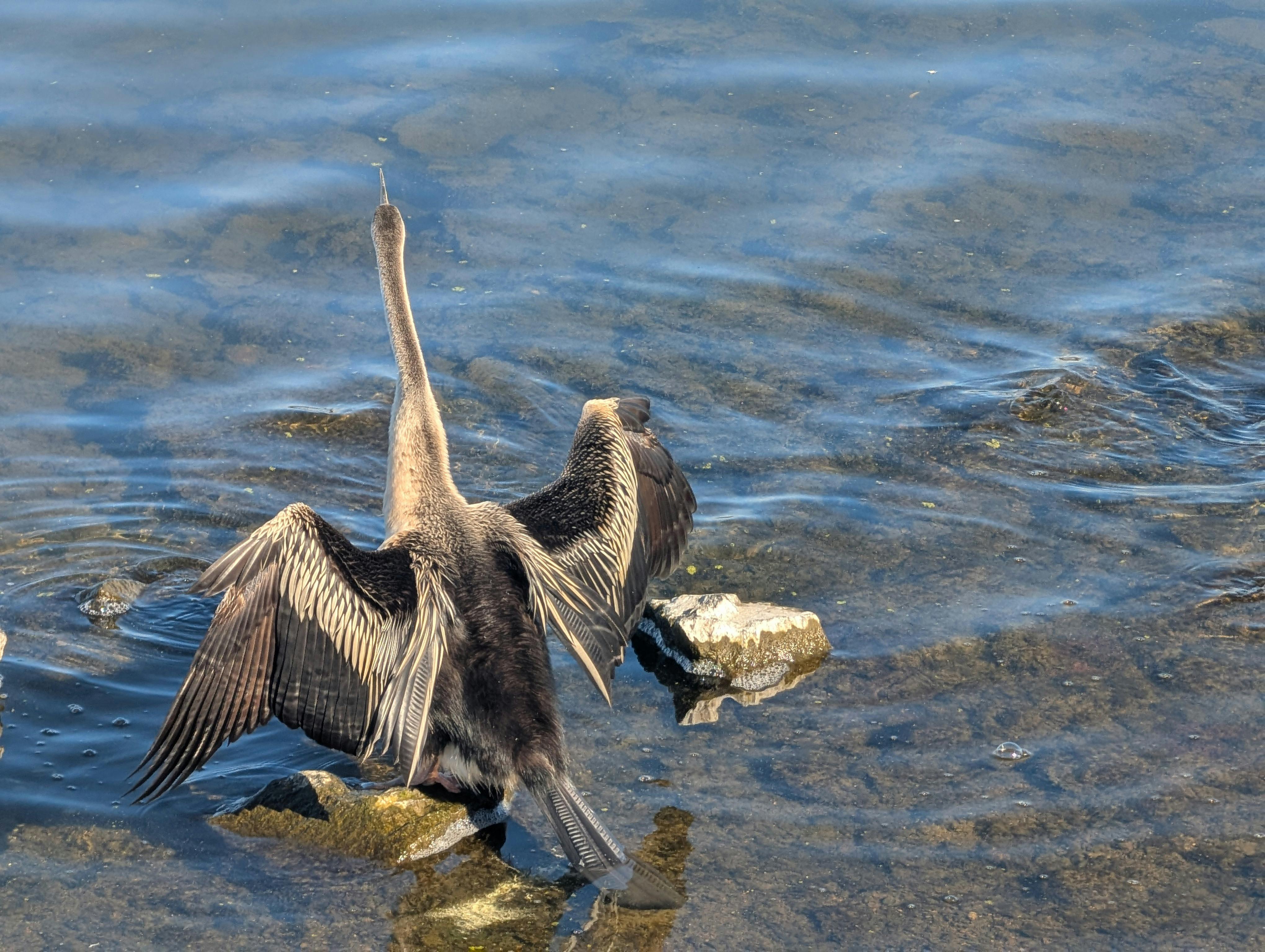 A large bird in the lake