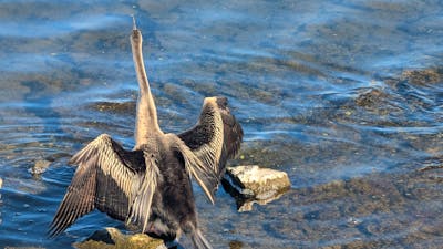 A large bird in the lake