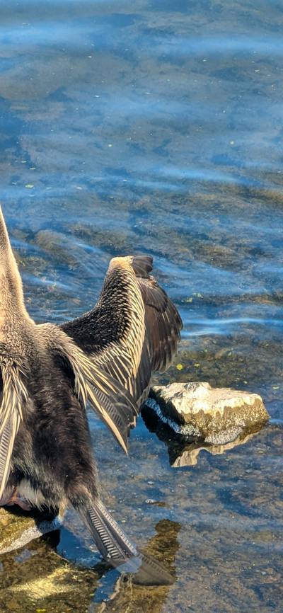 A large bird in the lake