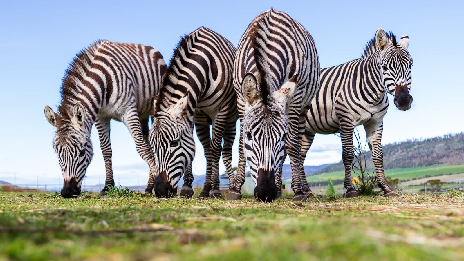 Zebras at Zoodoo Zoo