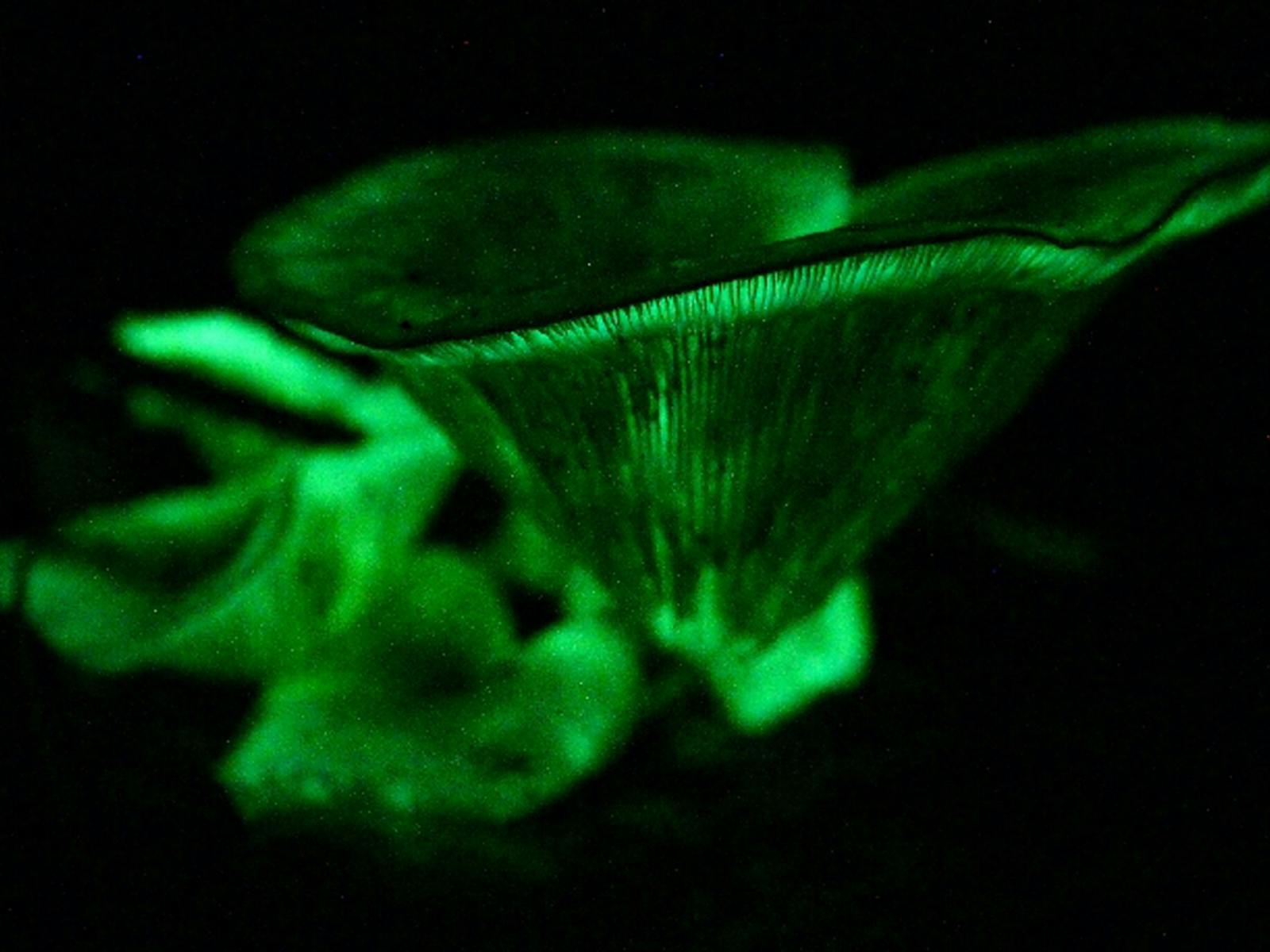 Glow in the dark fungi on Dooleys Hill