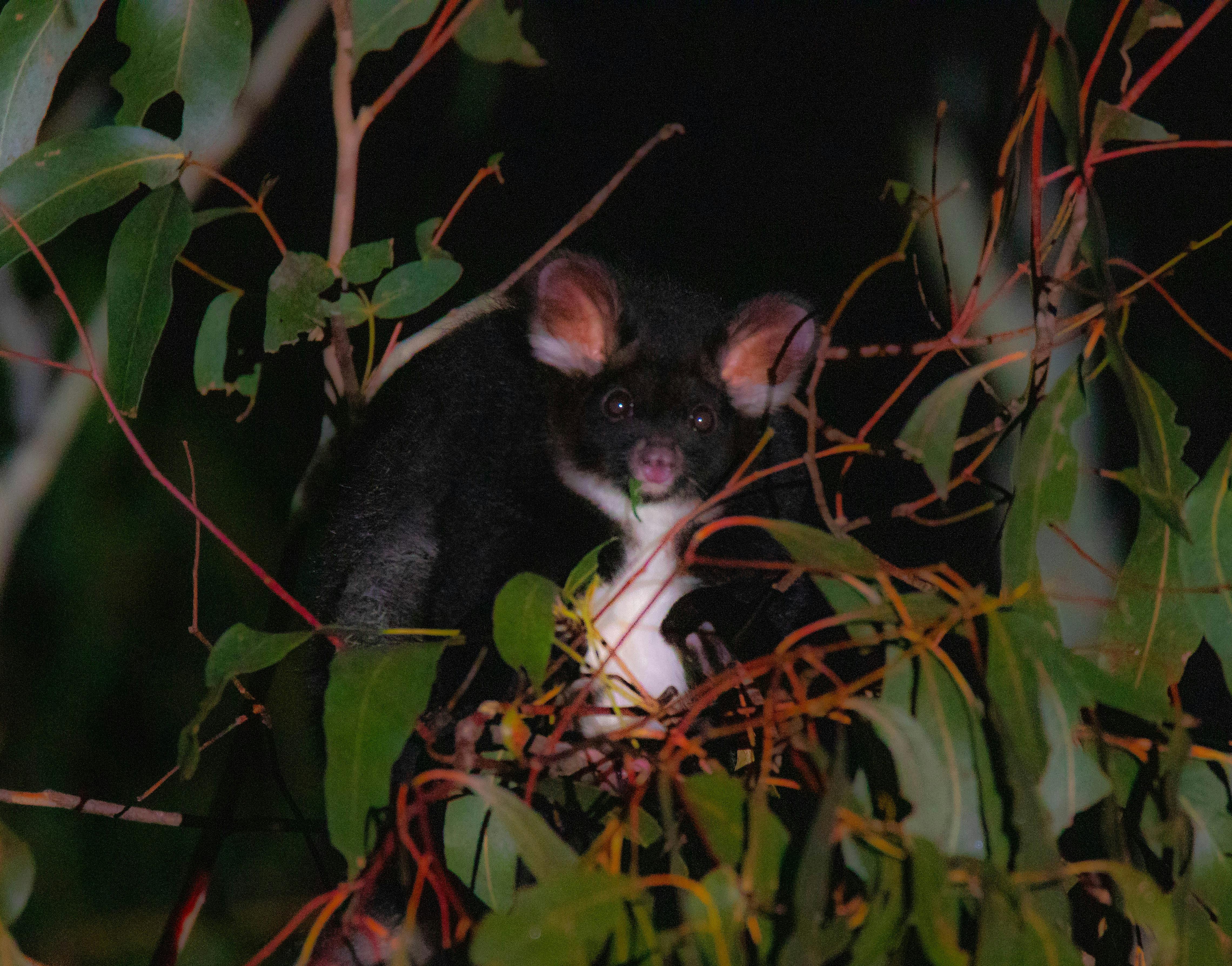 Image for Private: Wildlife Reimagined