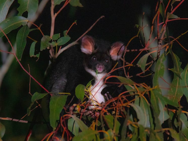 Greater Glider is one of the highlights of a Night Safari.
