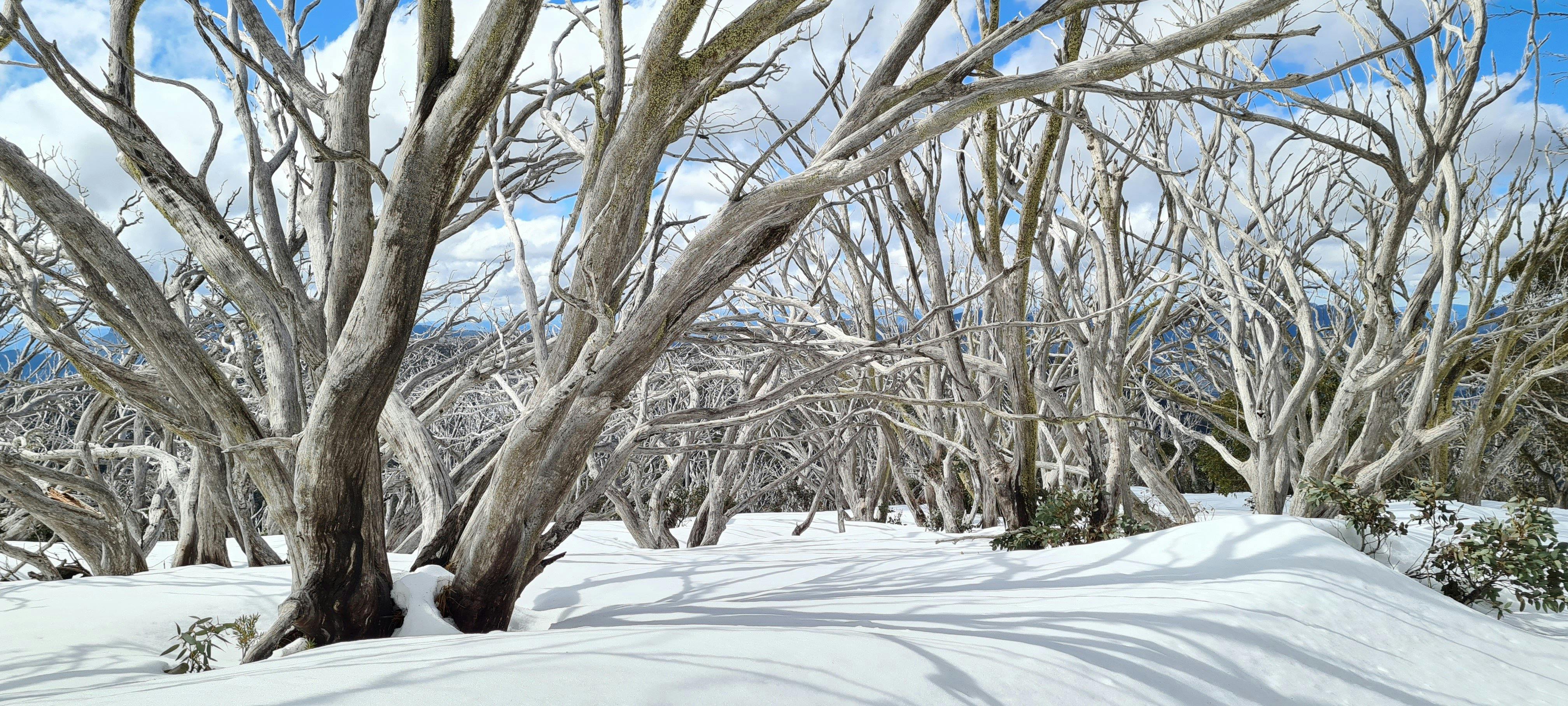 Dead Snow Gums surrounded by snow, adding beauty to the landscape.