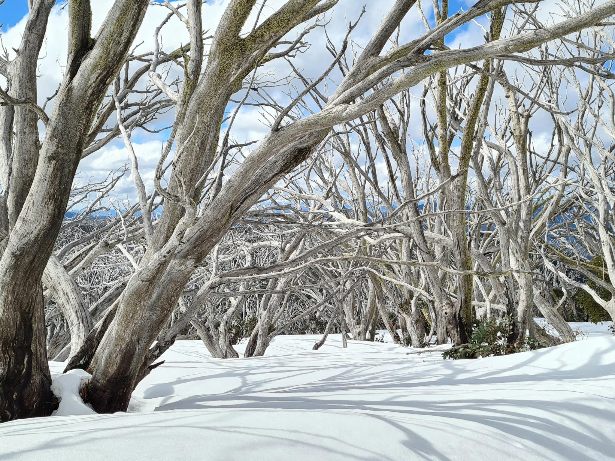 Dead Snow Gums surrounded by snow, adding beauty to the landscape.
