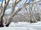 Dead Snow Gums surrounded by snow, adding beauty to the landscape.