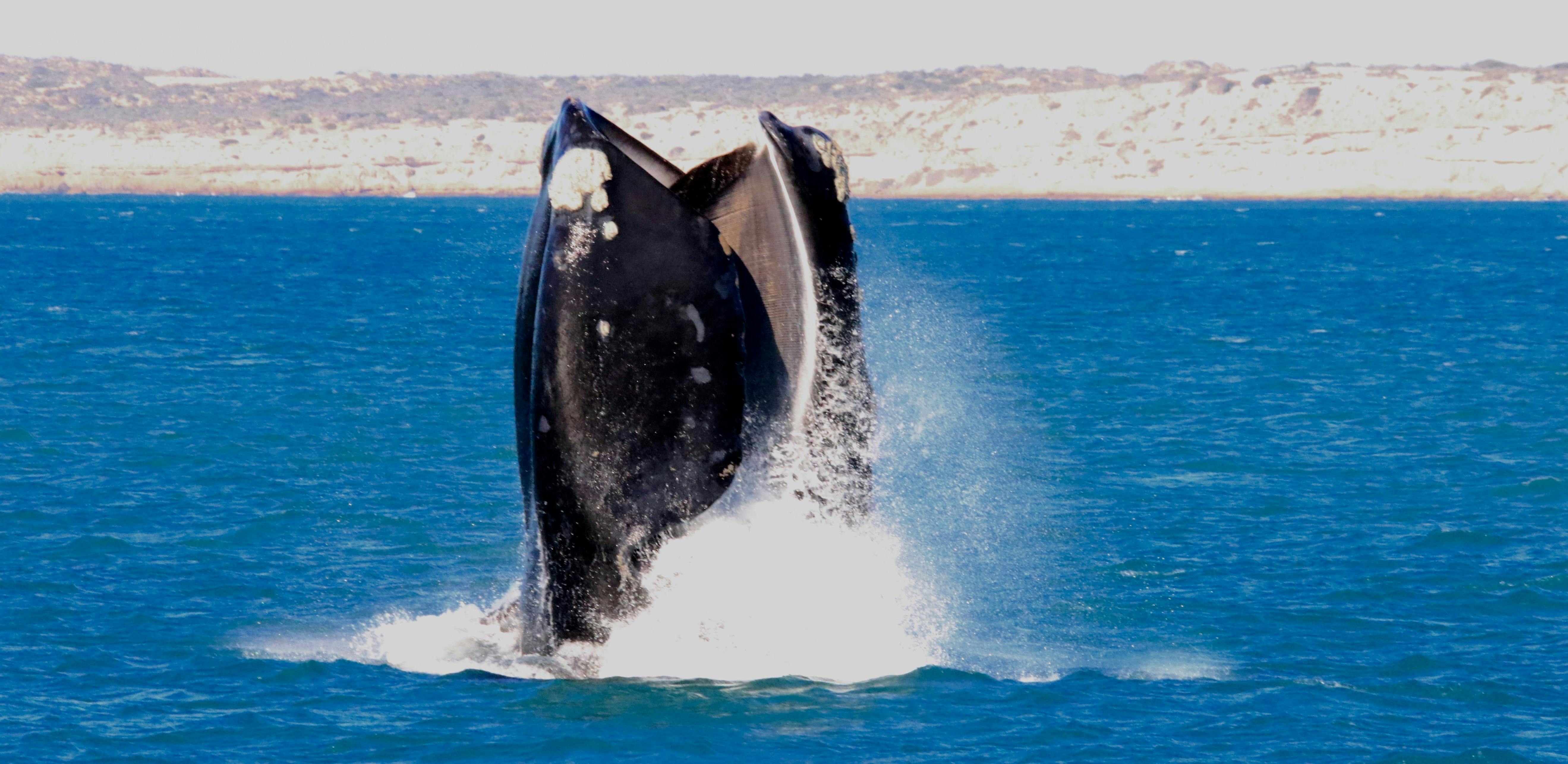 Baleen