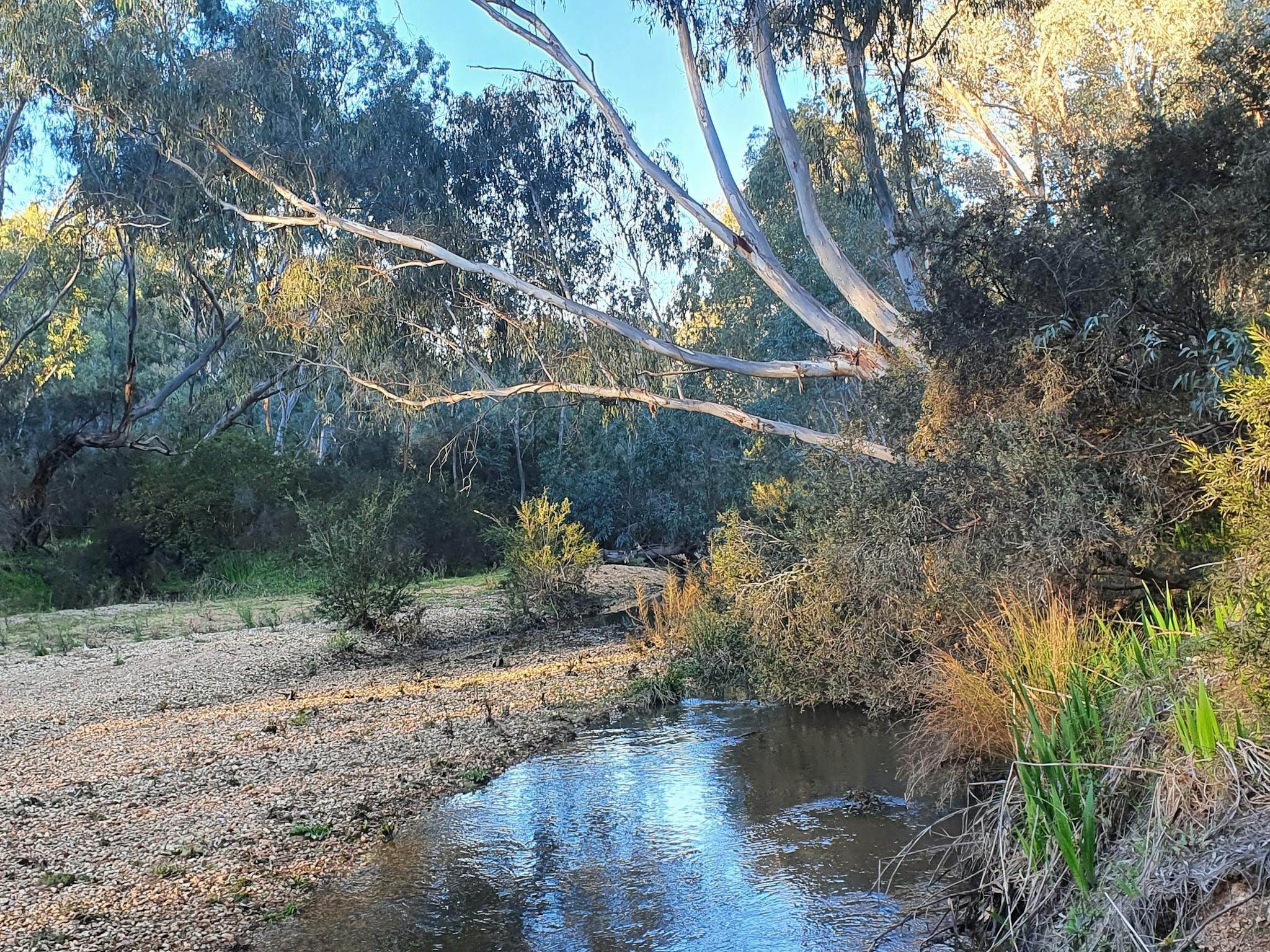 reedy creek