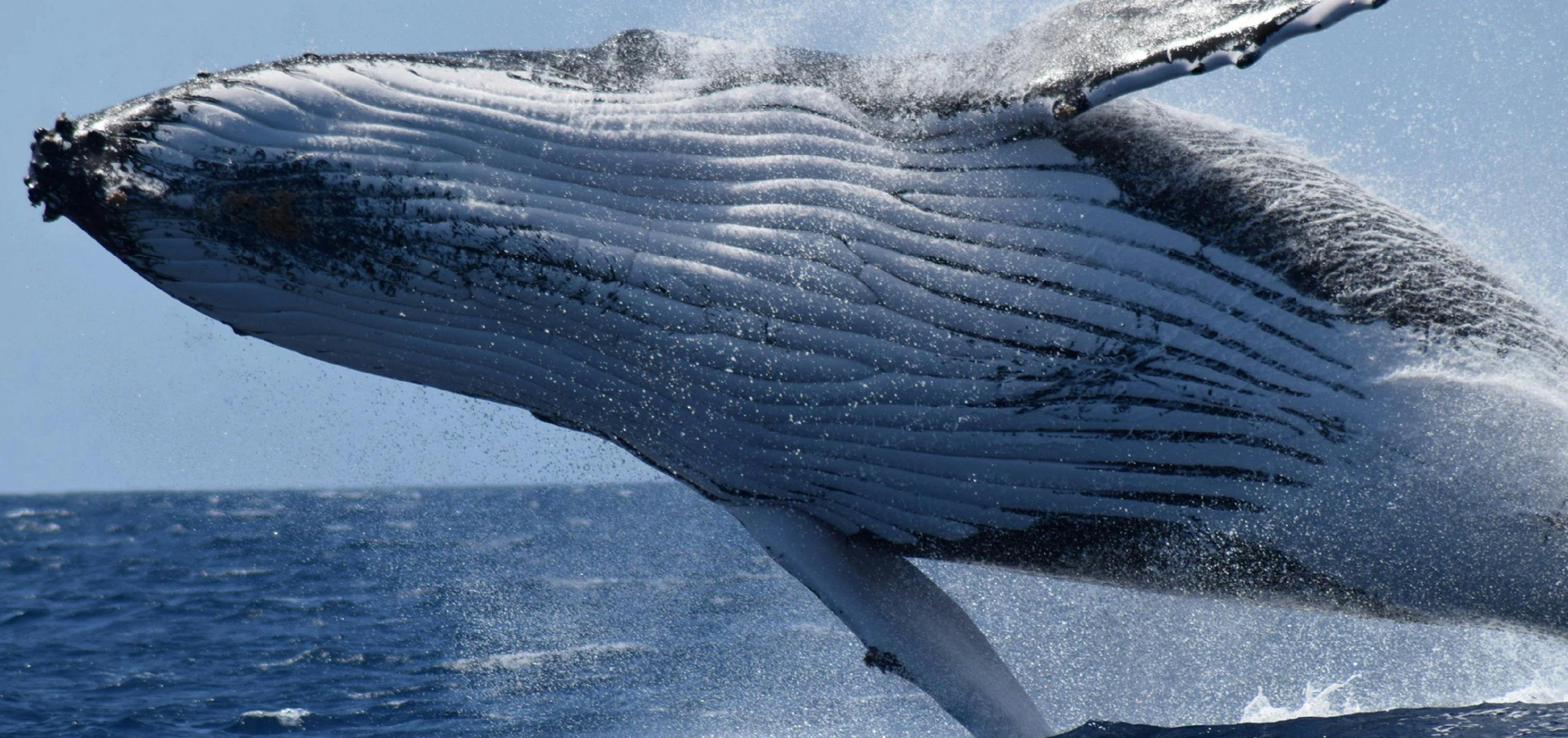 All Sea Charters Whale Watching, Busselton, Western Australia