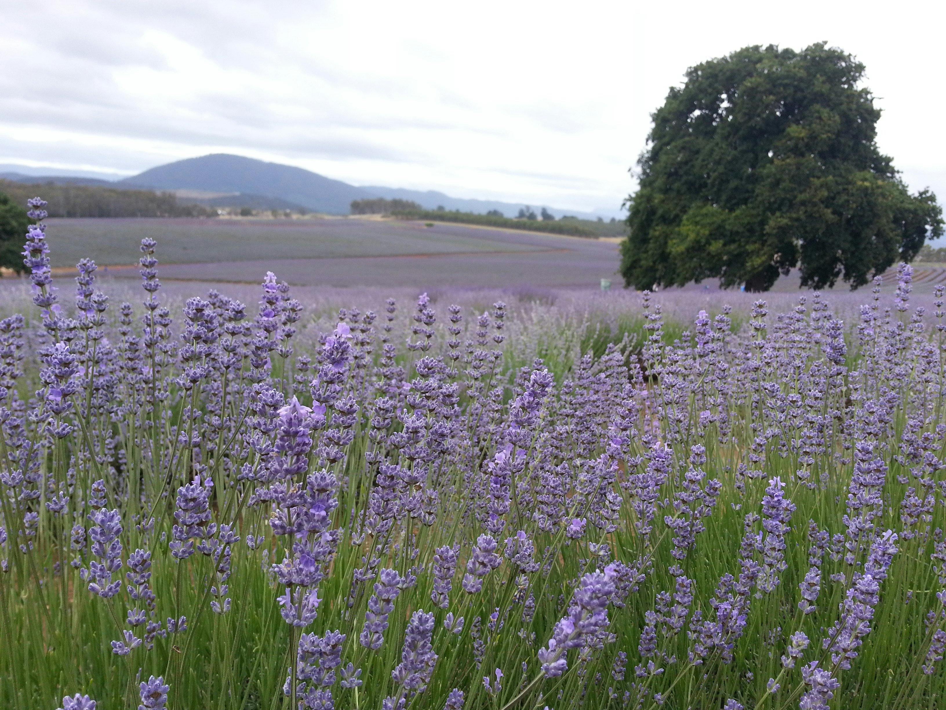 Bridestowe Lavender Farm